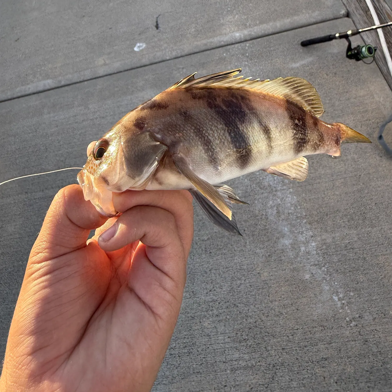 The most recent Barred sand bass catches on Fishbrain