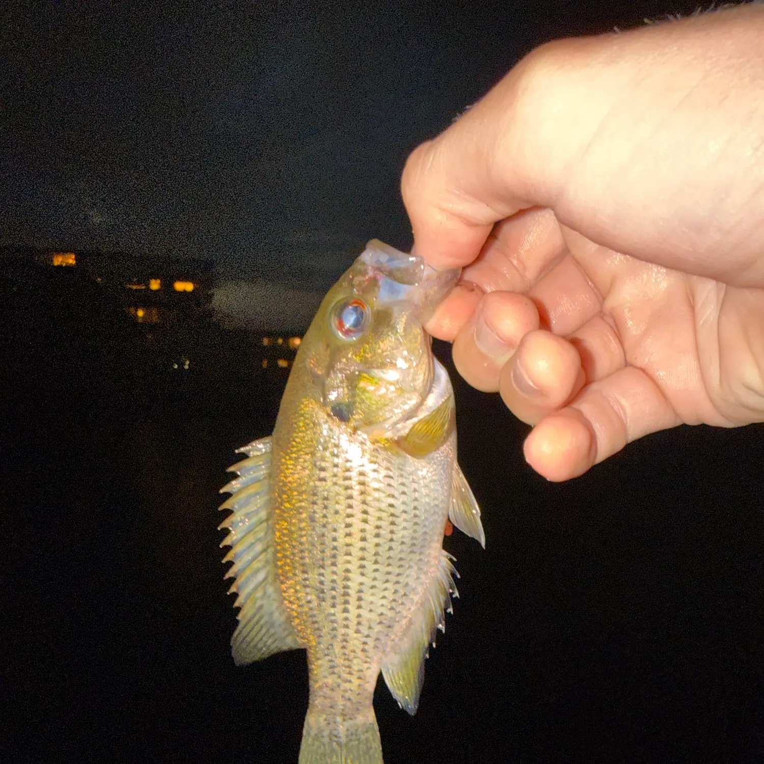 Rock bass caught on Fishbrain