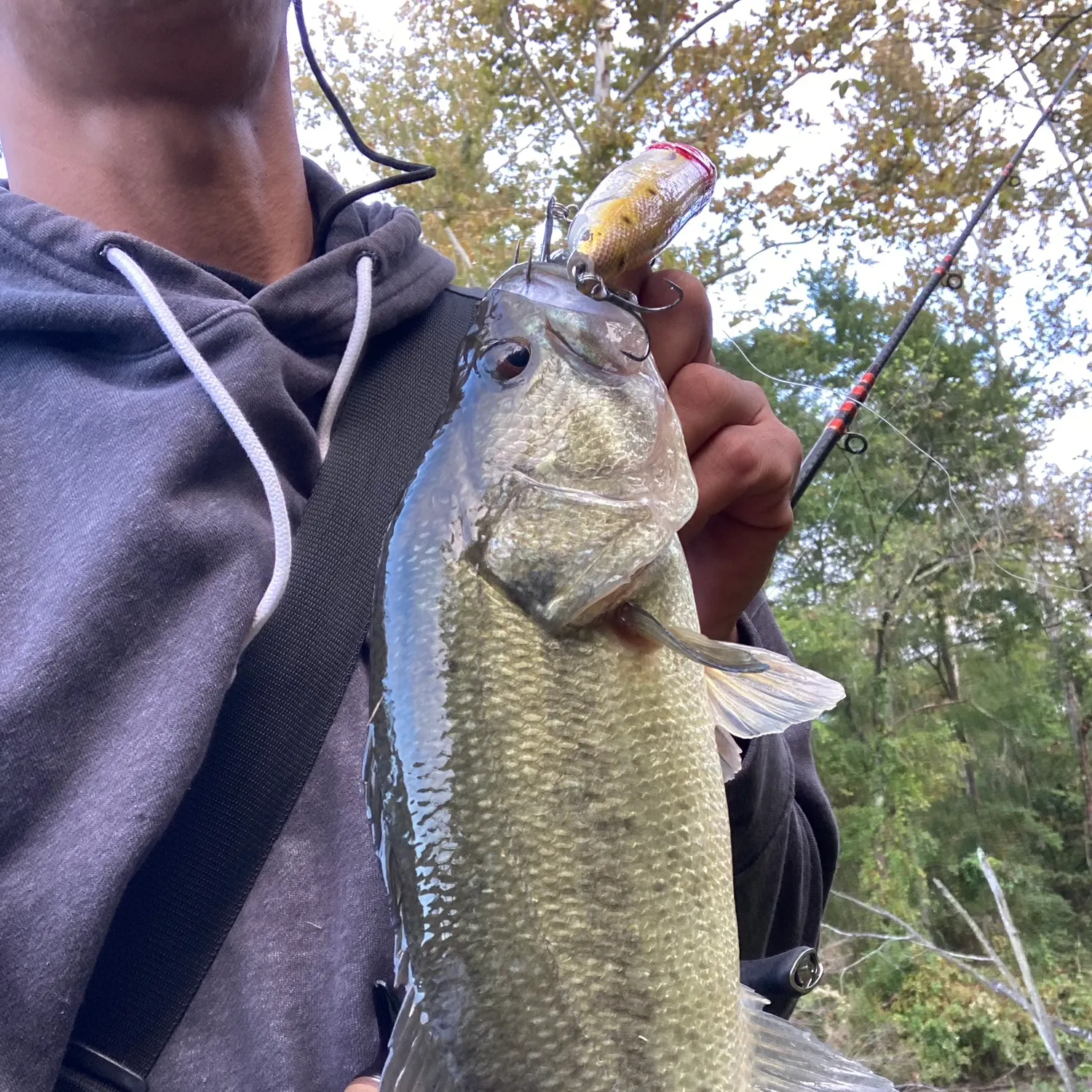 Largemouth bass caught on Fishbrain