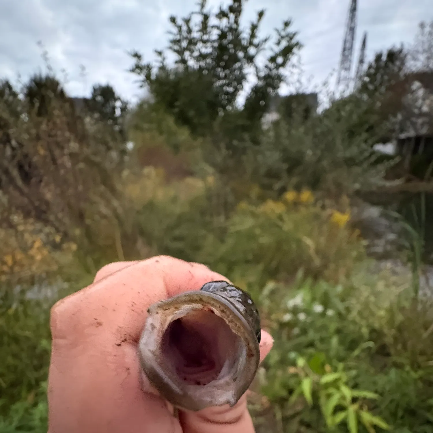 Fish caught on Fishbrain
