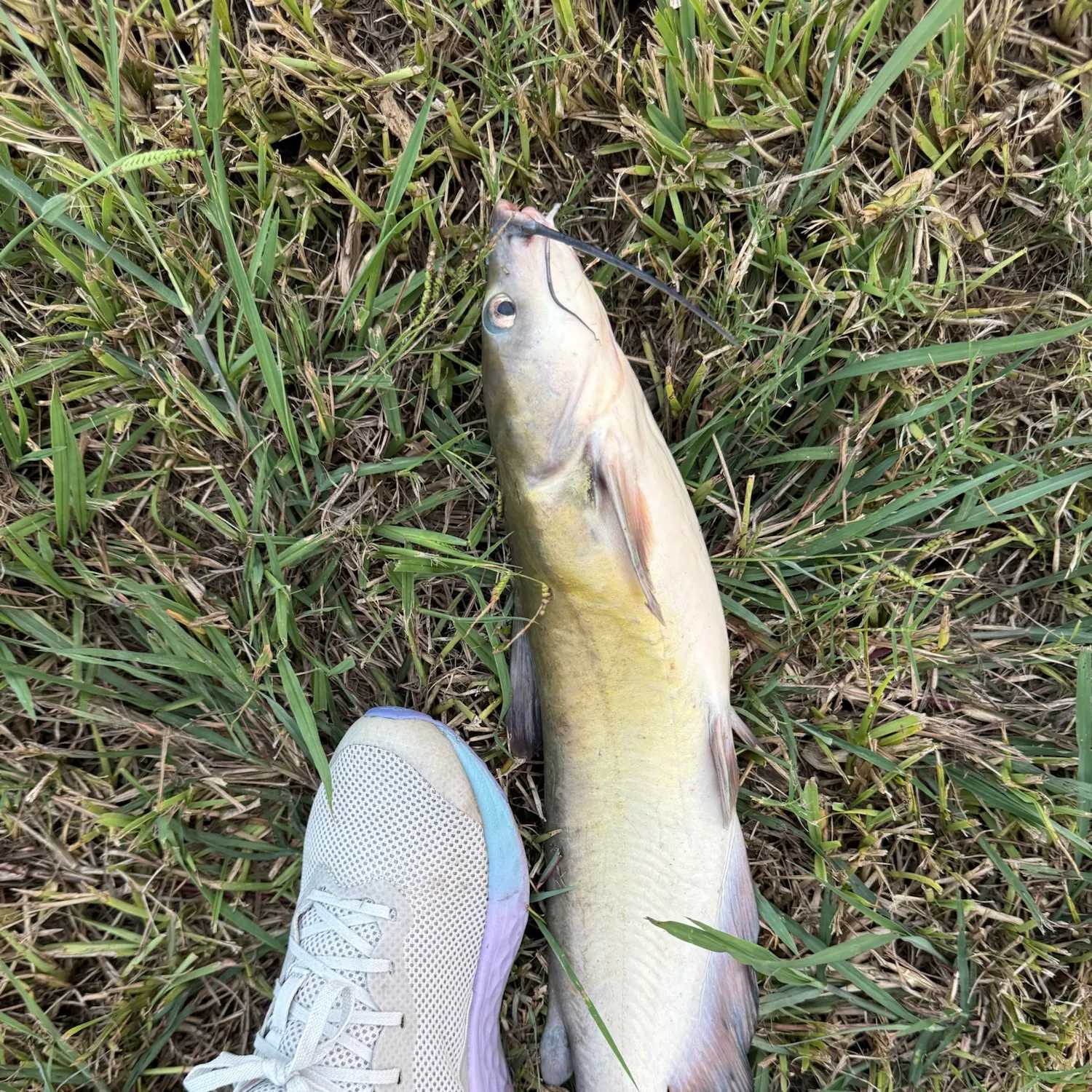 Channel catfish caught on Fishbrain