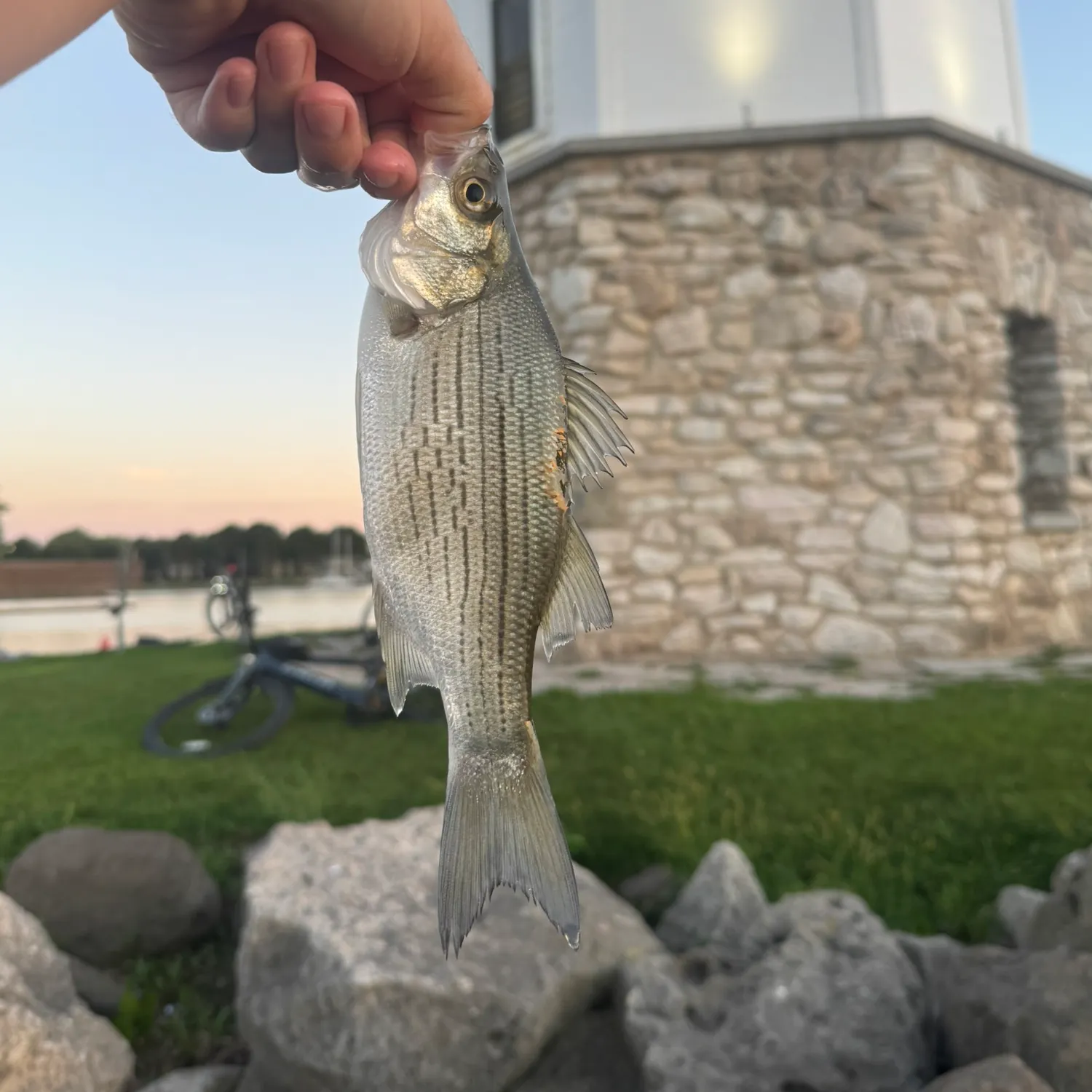 White bass caught on Fishbrain