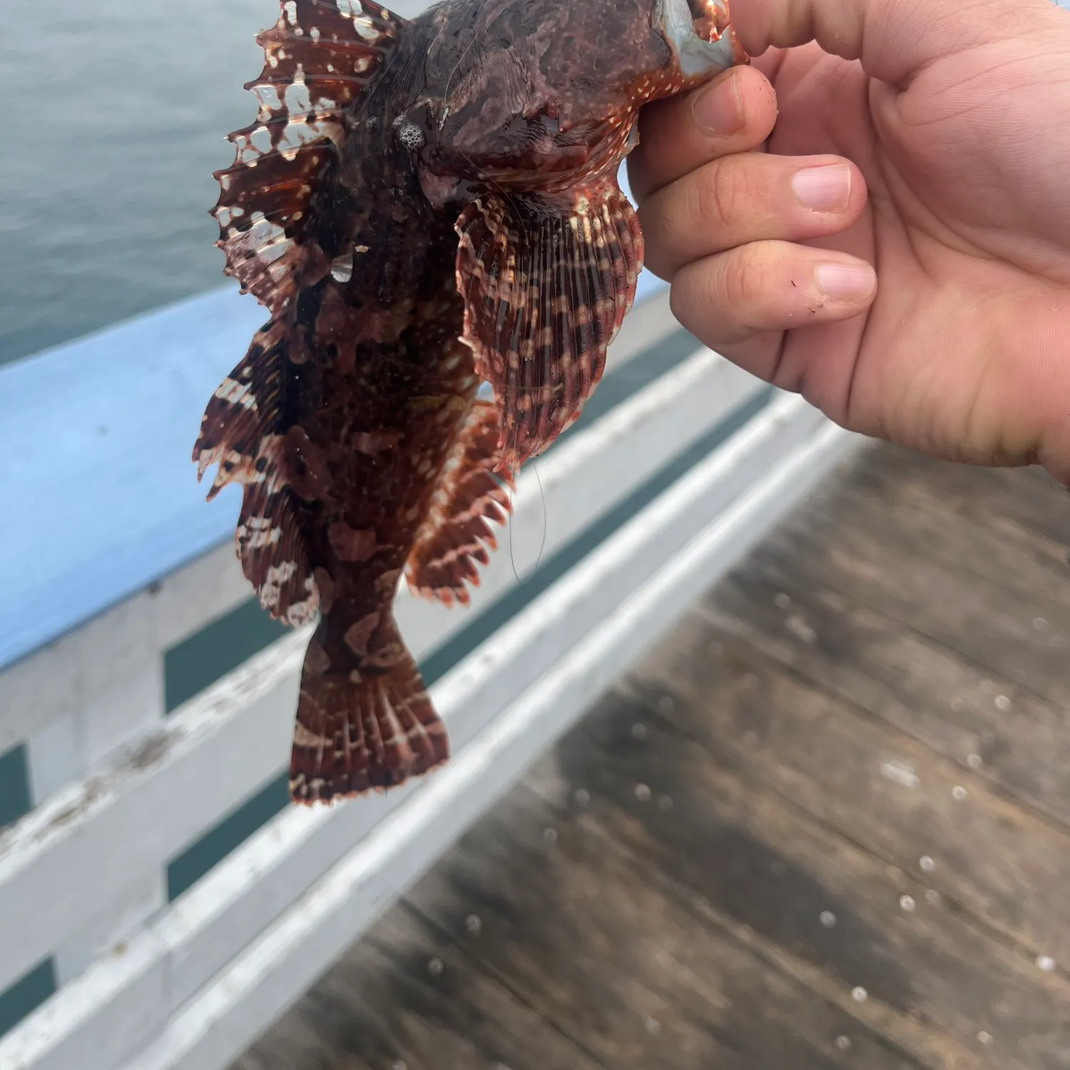 The most recent Cabezon catches on Fishbrain