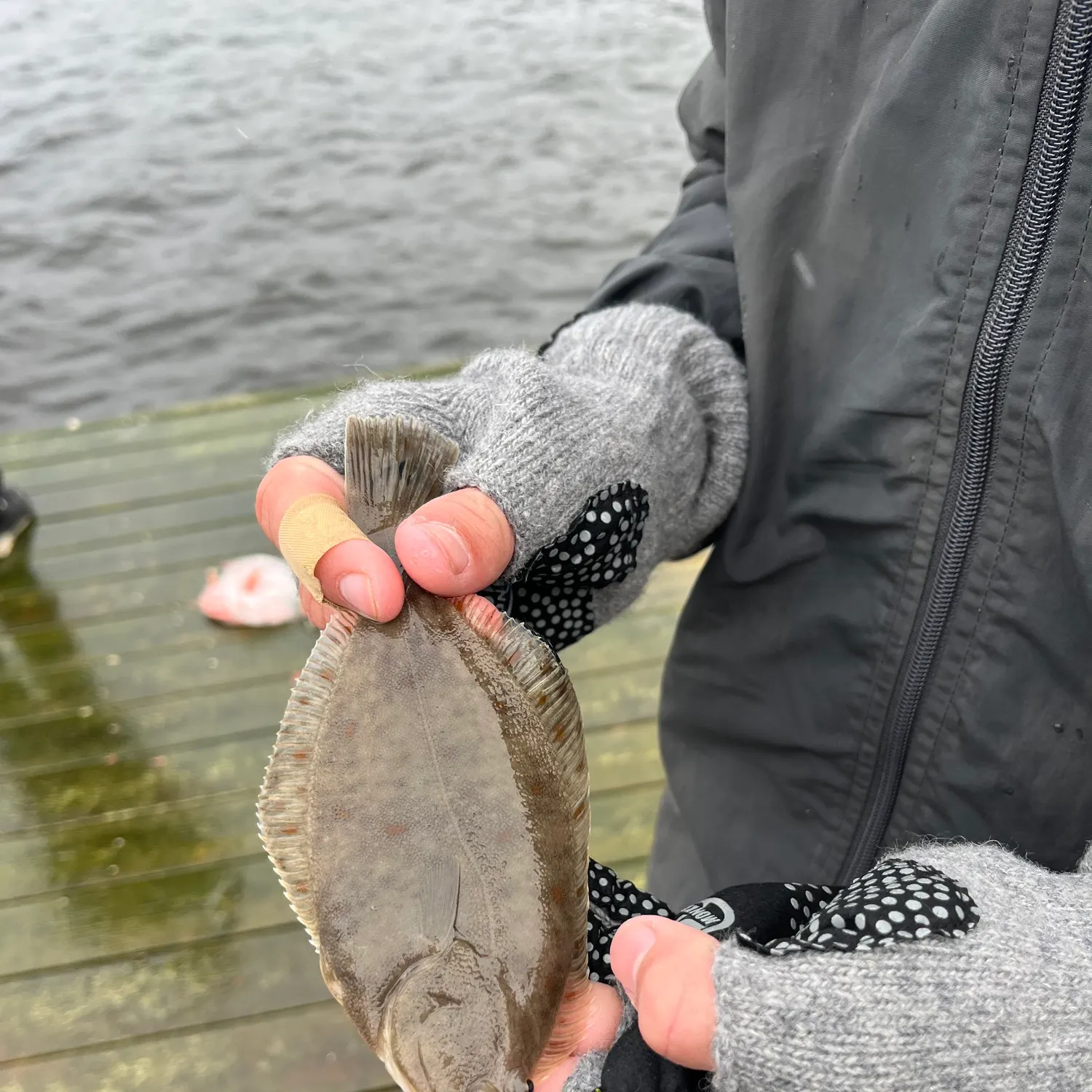 The most recent European plaice catches on Fishbrain