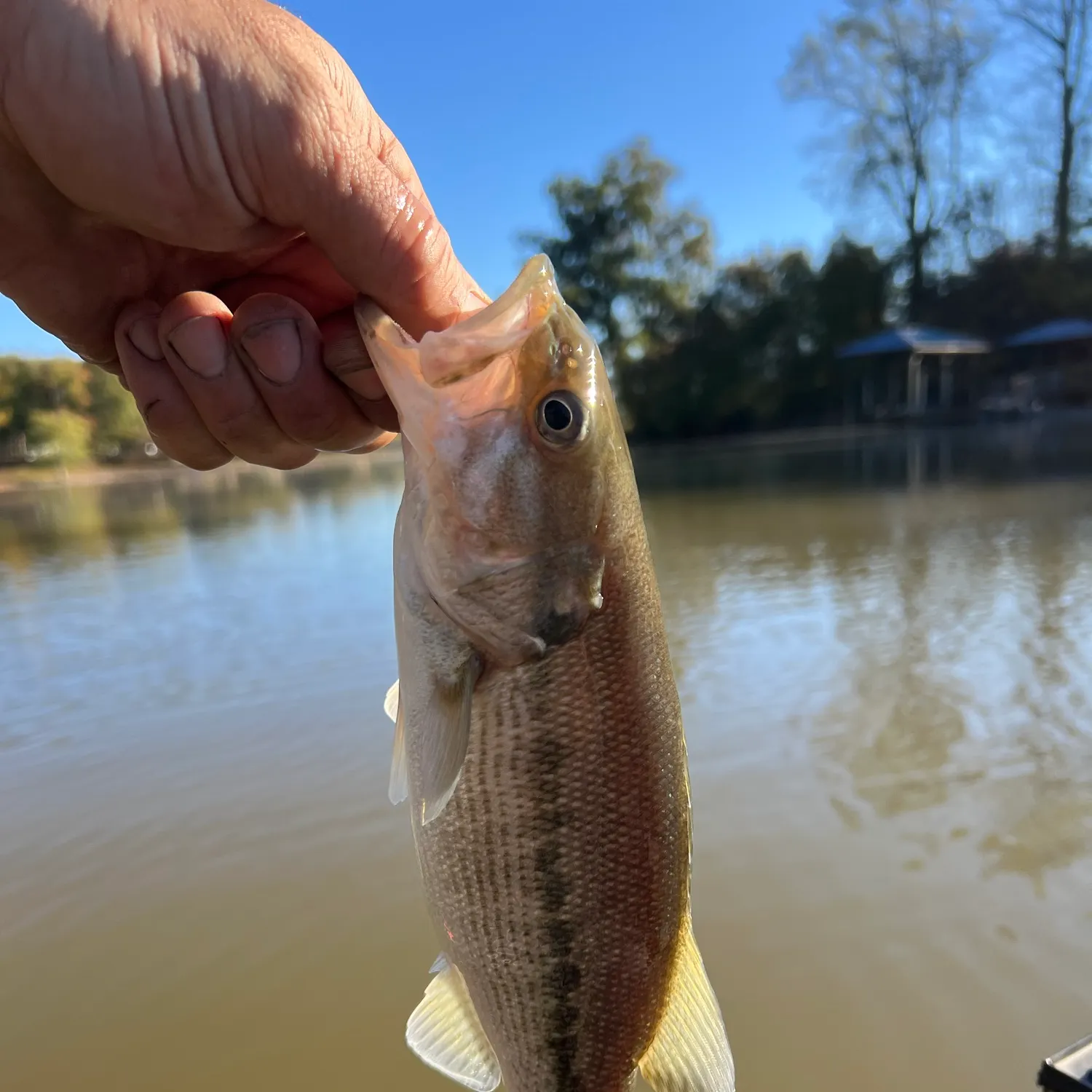 Spotted bass caught on Fishbrain