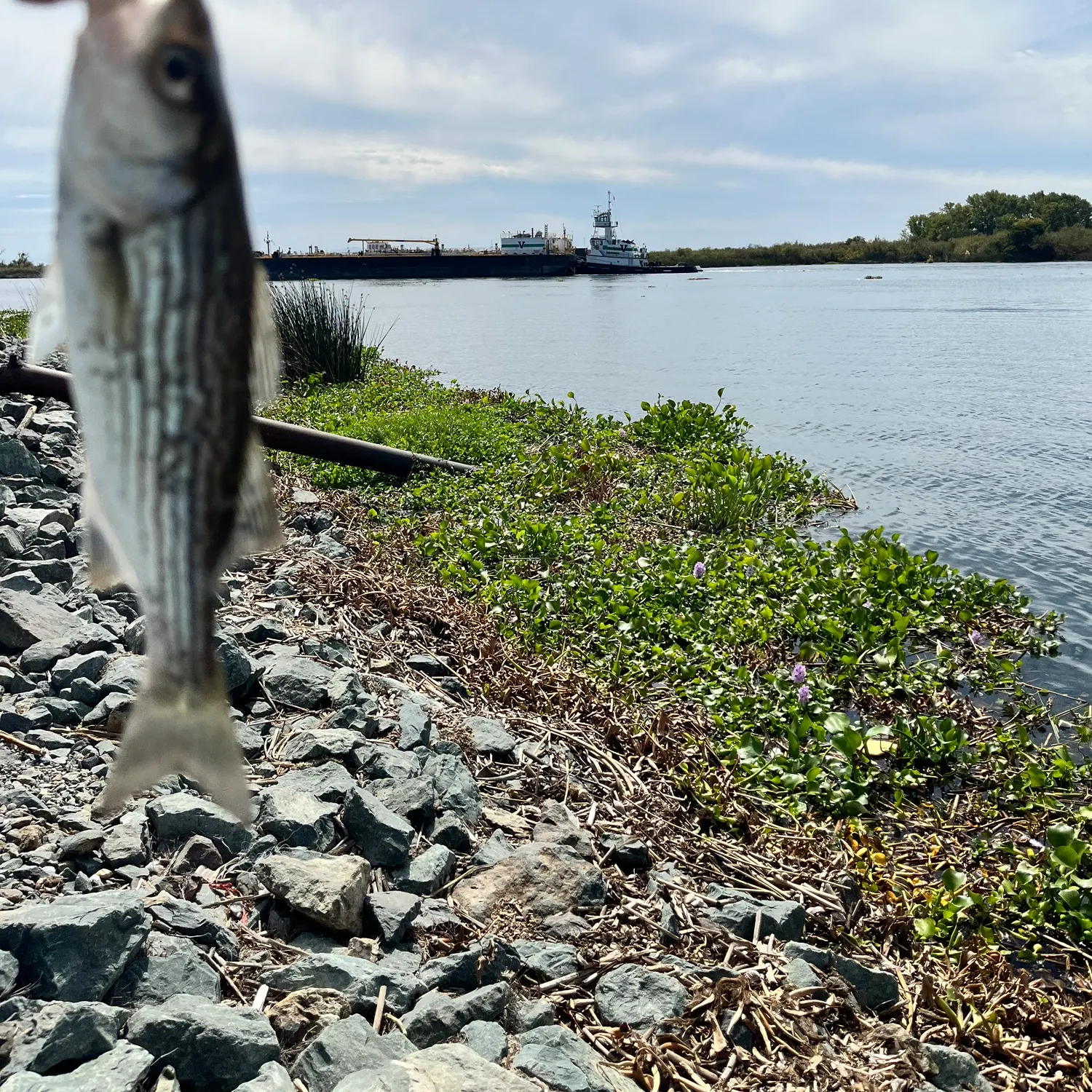 Striped bass caught on Fishbrain
