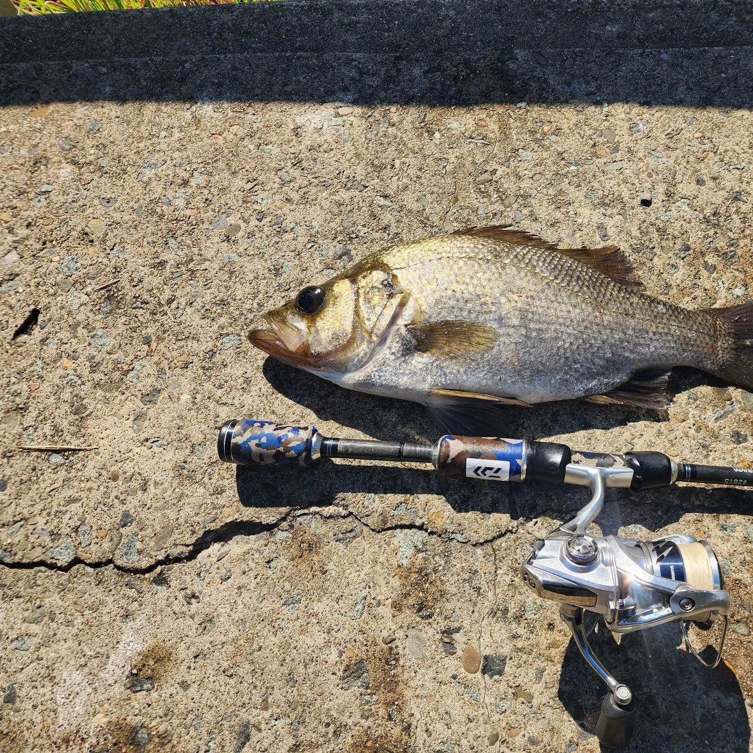 The most recent Estuary perch catches on Fishbrain