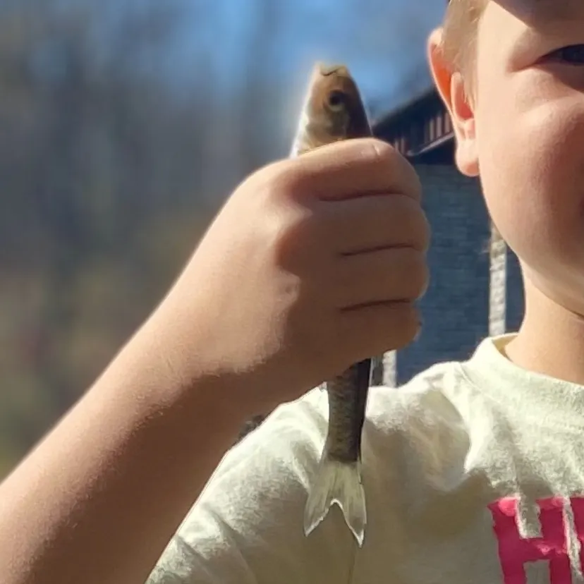 The most recent Whitetail shiner catches on Fishbrain