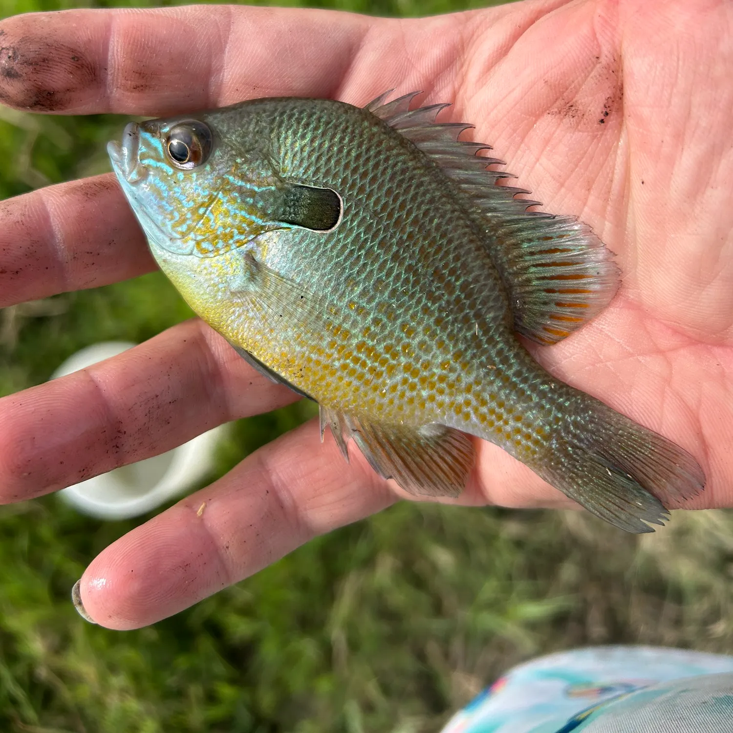 Longear sunfish caught on Fishbrain