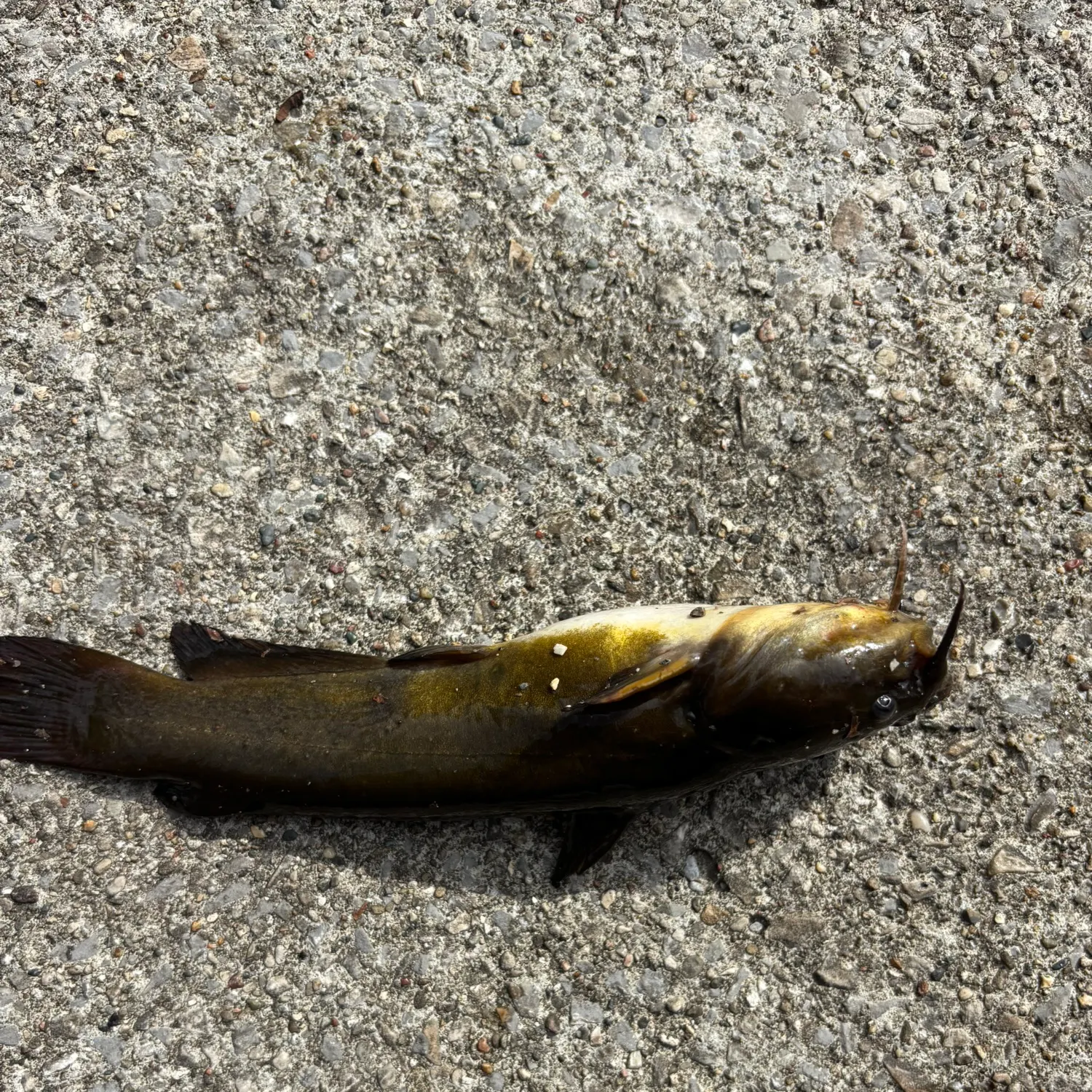 Yellow bullhead caught on Fishbrain