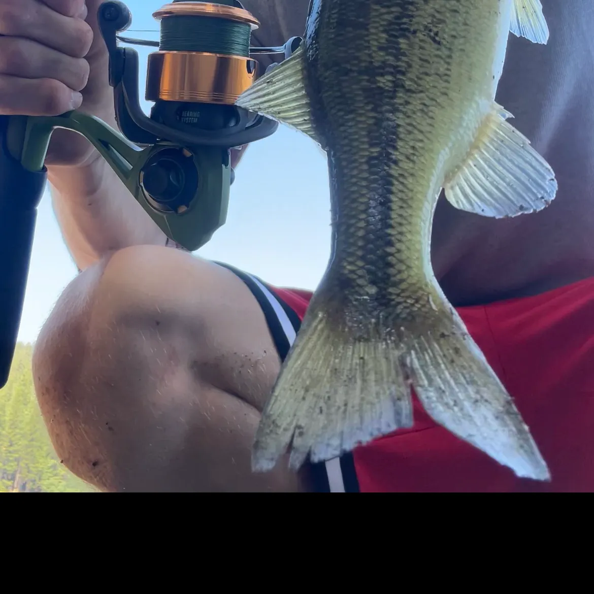 Spotted bass caught on Fishbrain