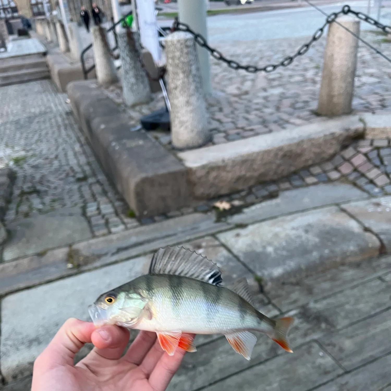 European perch caught on Fishbrain