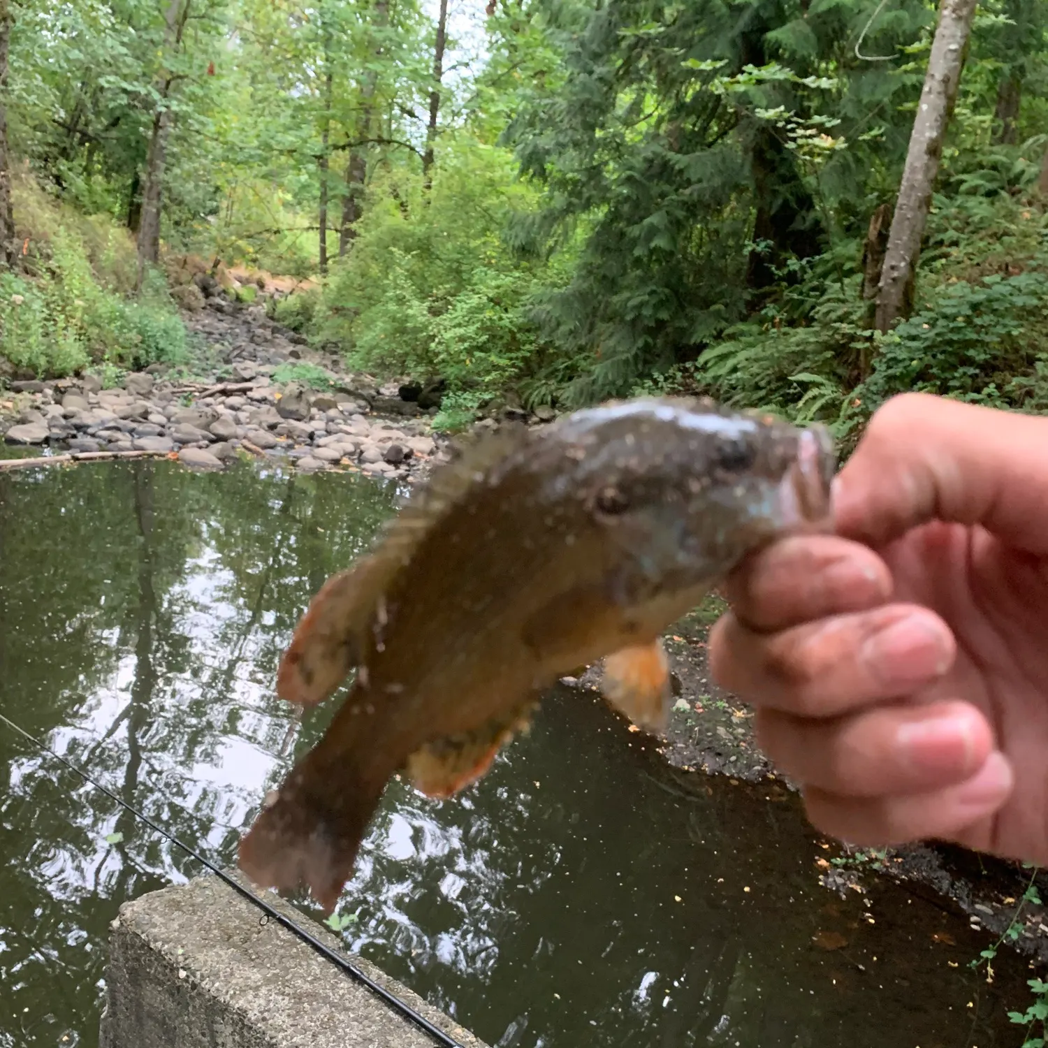 Green sunfish caught on Fishbrain