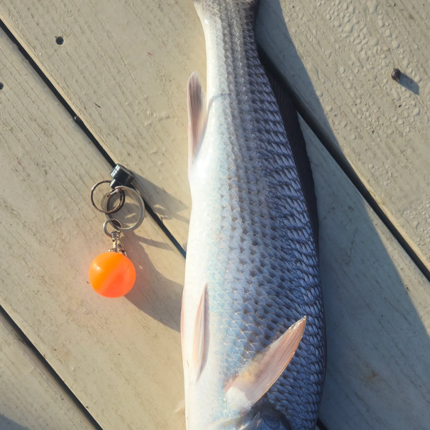 Red drum caught on Fishbrain