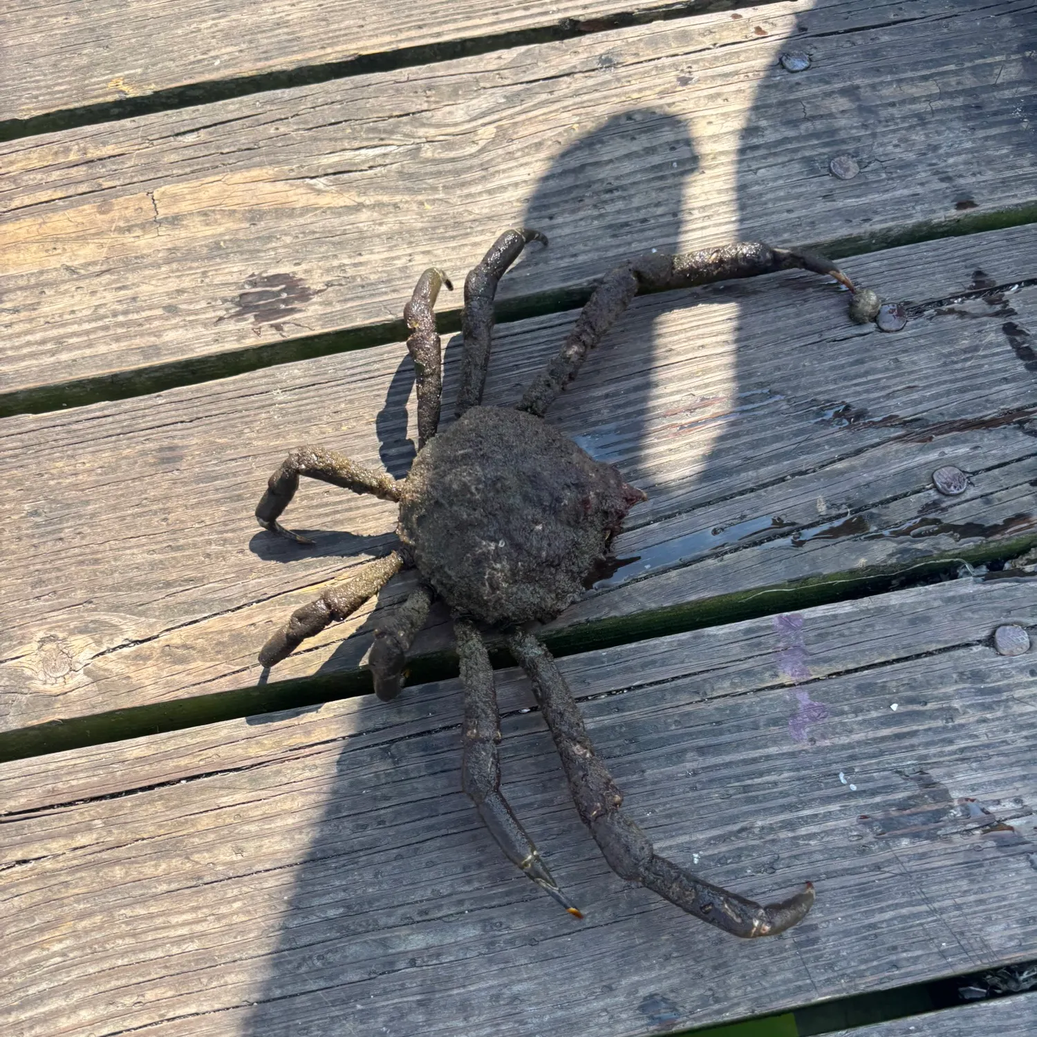 Fish caught on Fishbrain