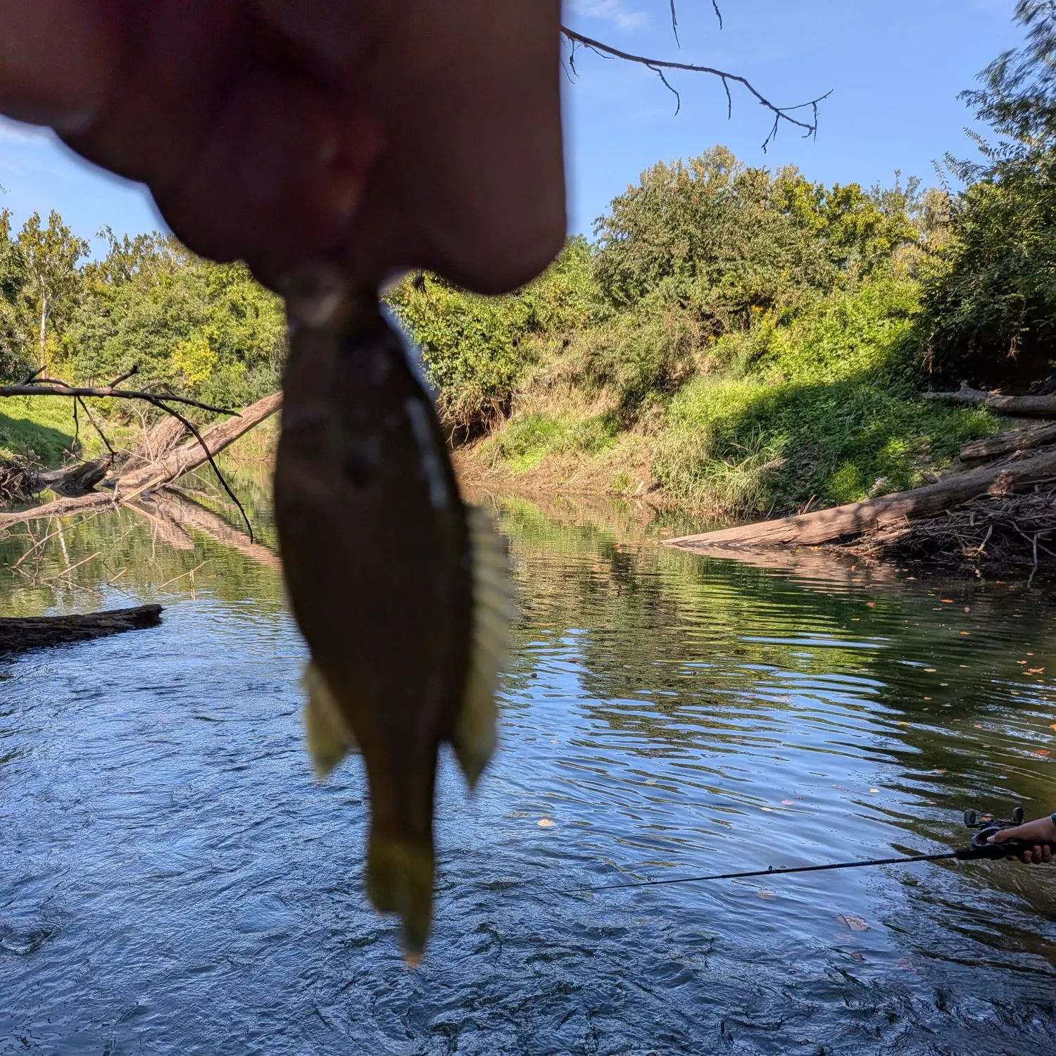 Green sunfish caught on Fishbrain