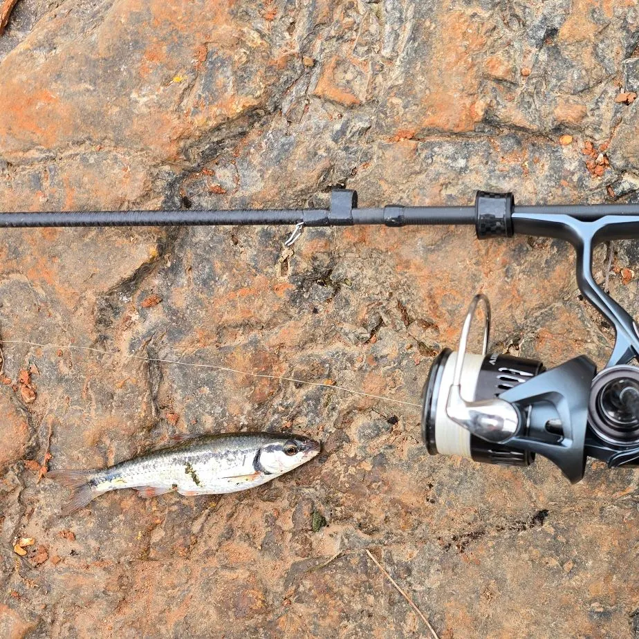 The most recent Redside shiner catches on Fishbrain