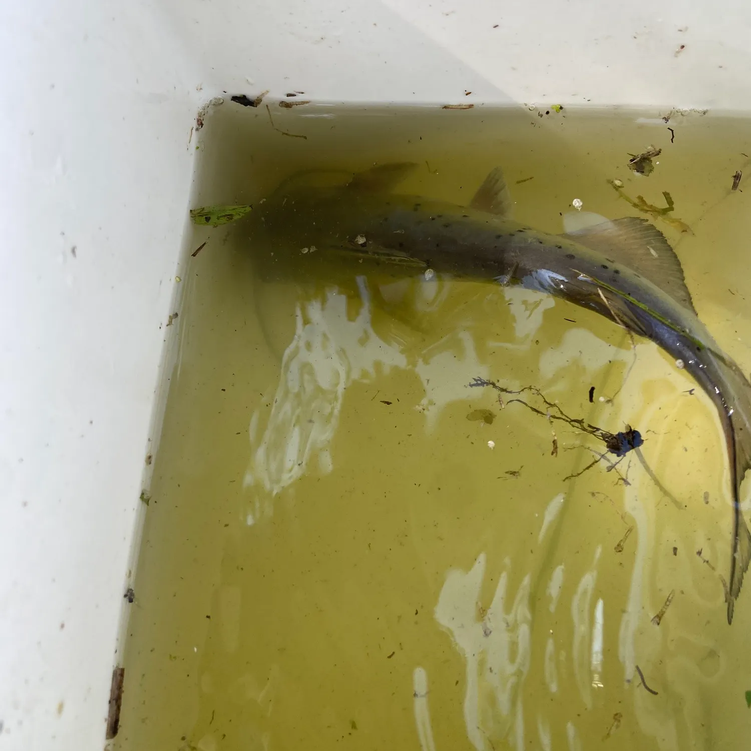 The most recent Channel catfish catches on Fishbrain