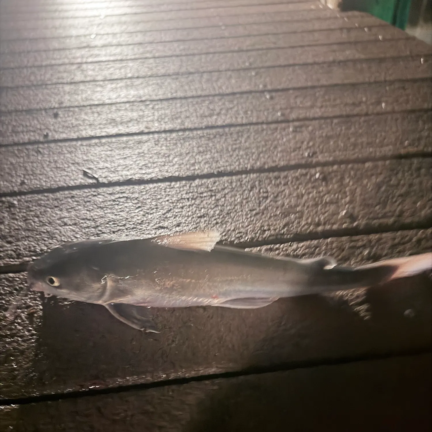 The most recent Hardhead sea catfish catches on Fishbrain