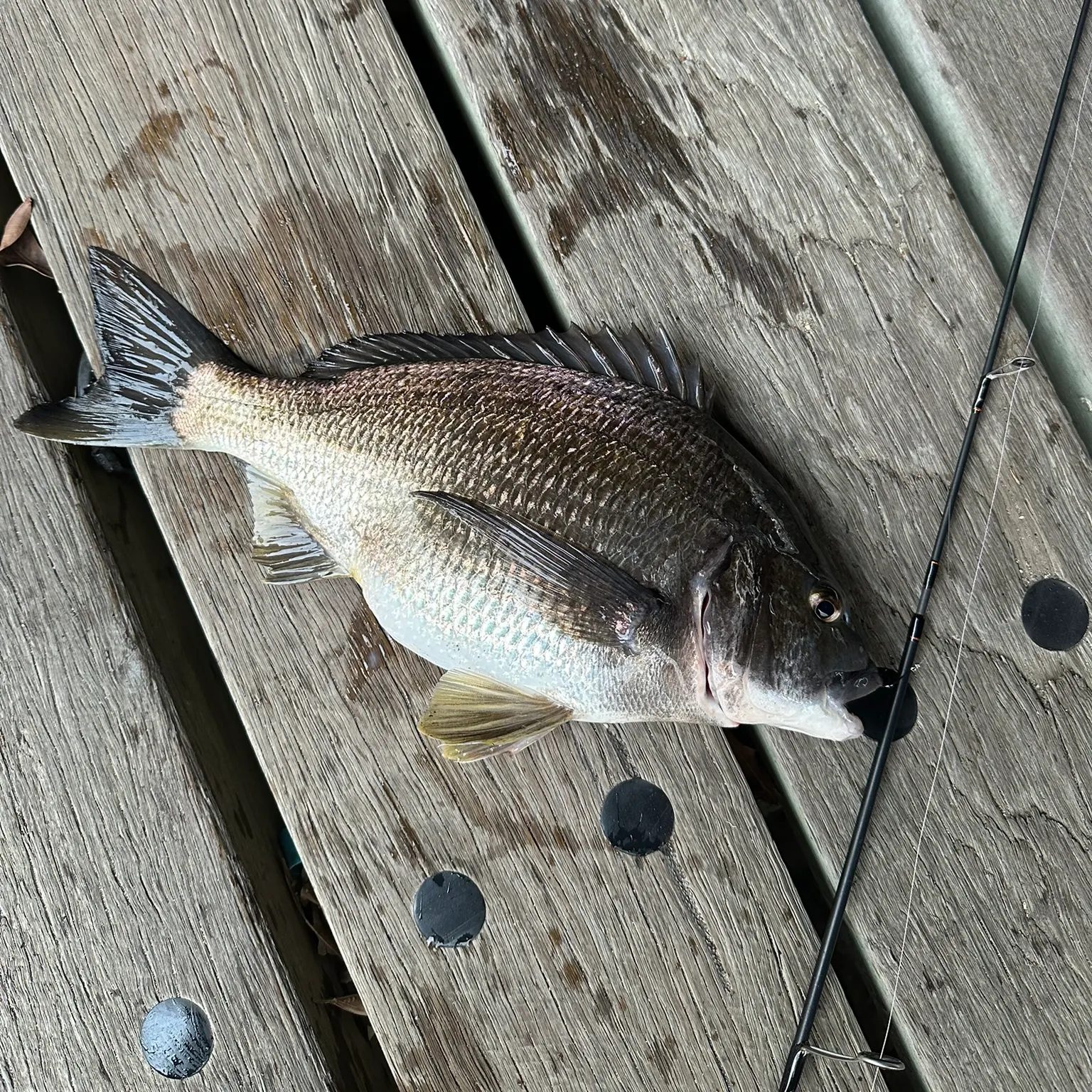 The most recent Southern black bream catches on Fishbrain