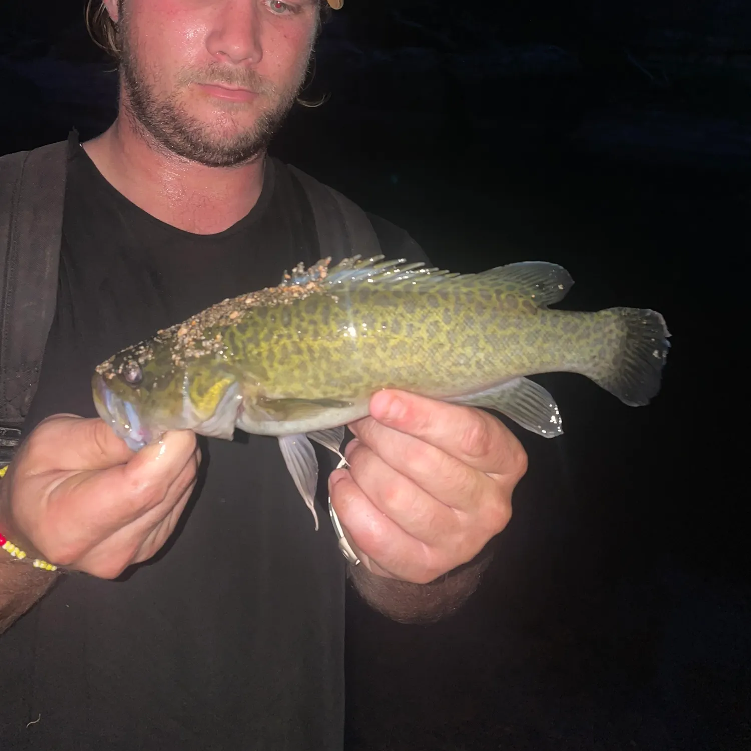 The most recent Clarence River cod catches on Fishbrain
