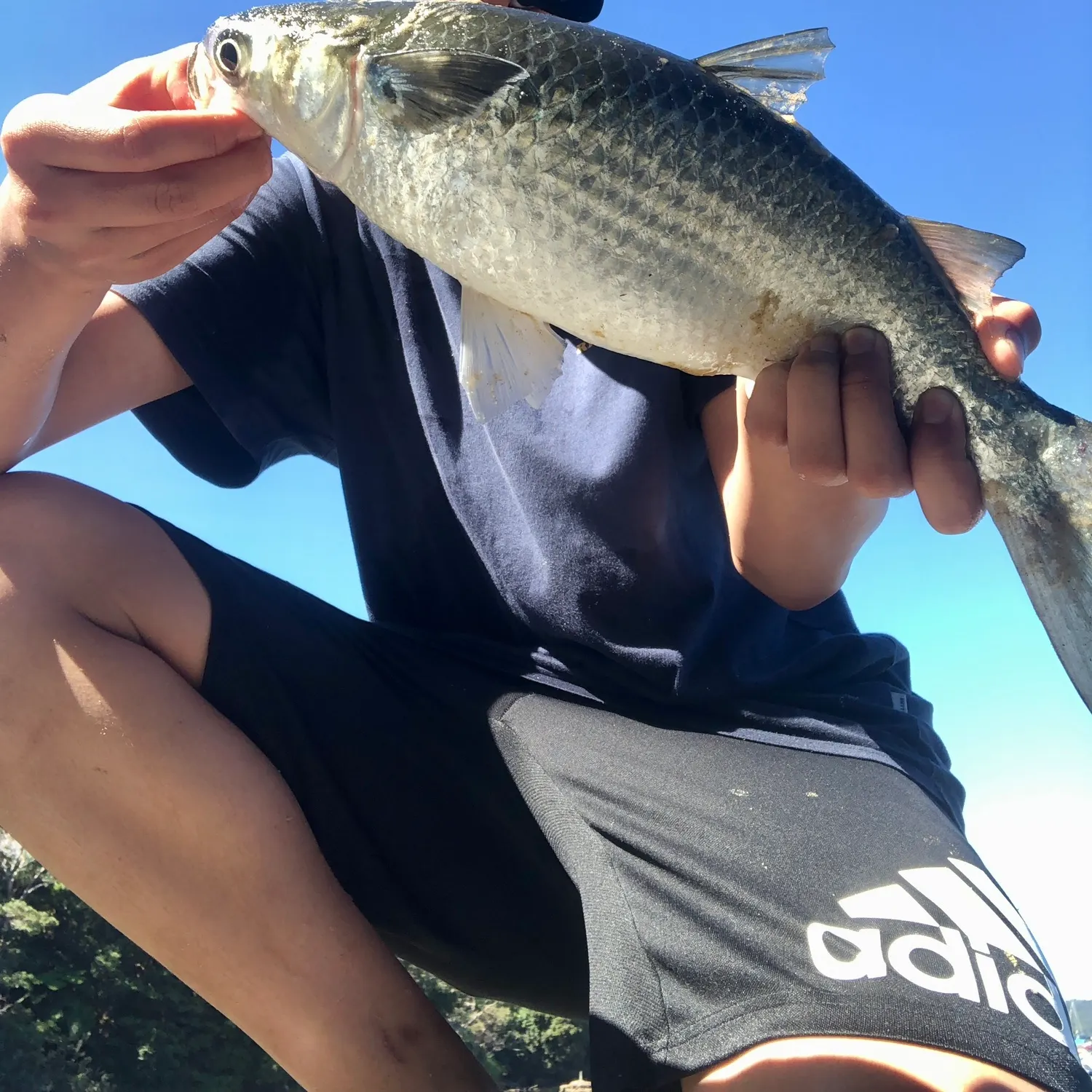 The most recent Largescale mullet catches on Fishbrain