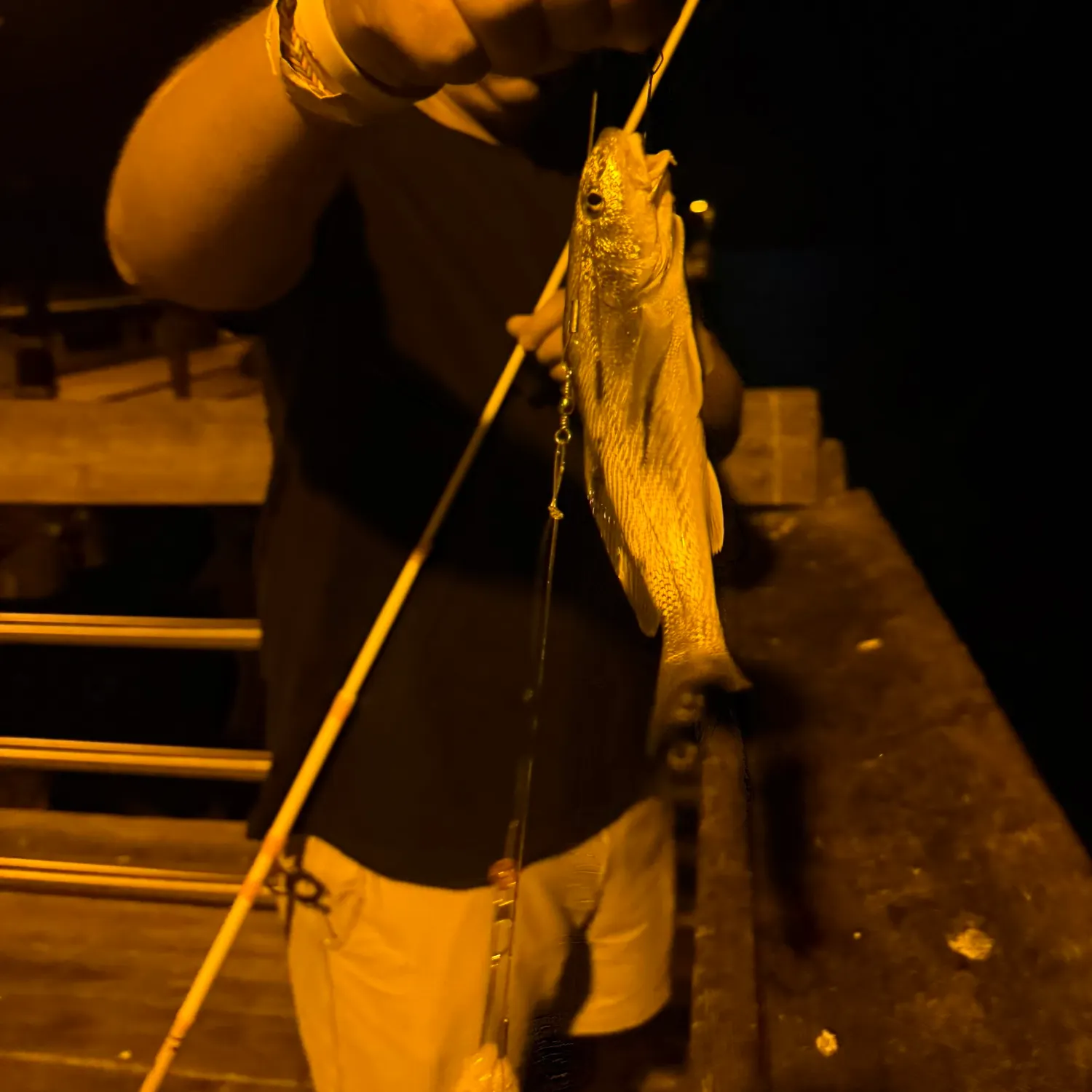 The most recent Northern kingcroaker catches on Fishbrain