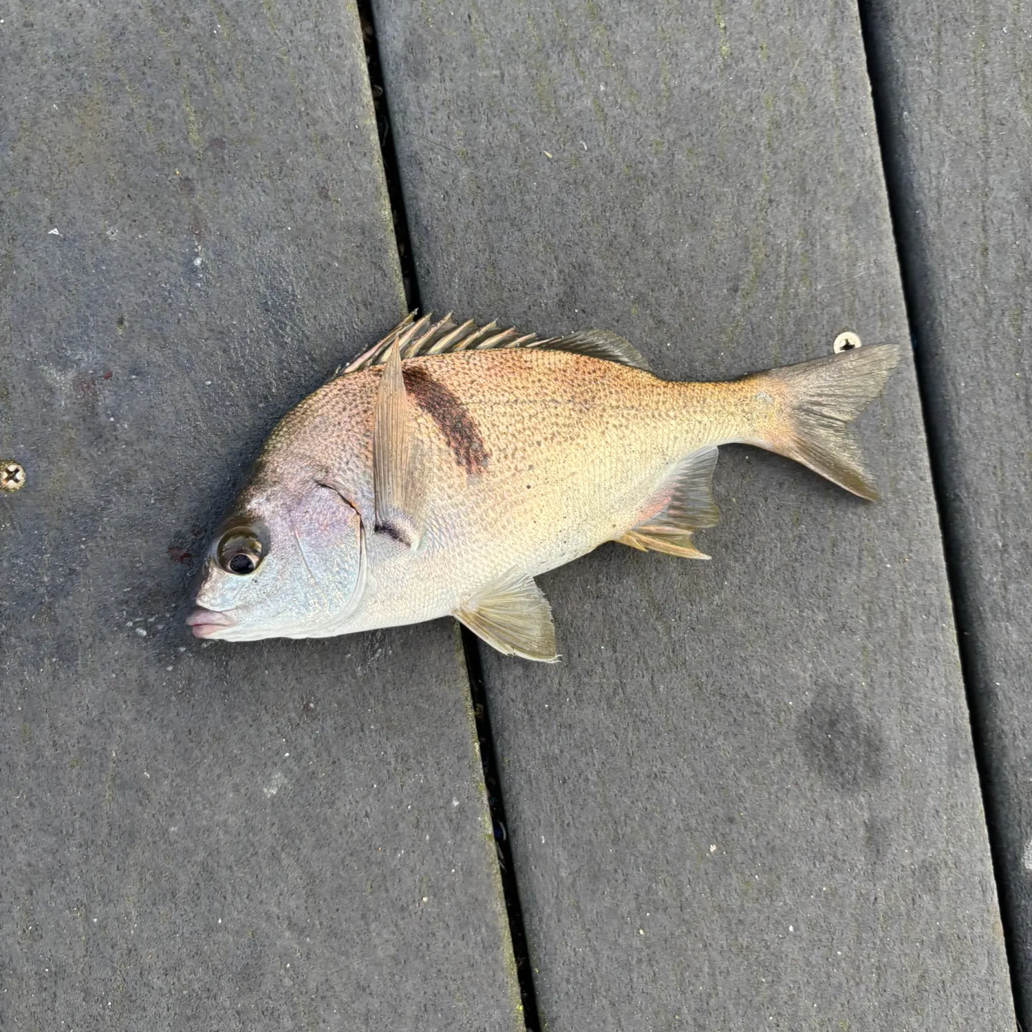 Sargo caught on Fishbrain