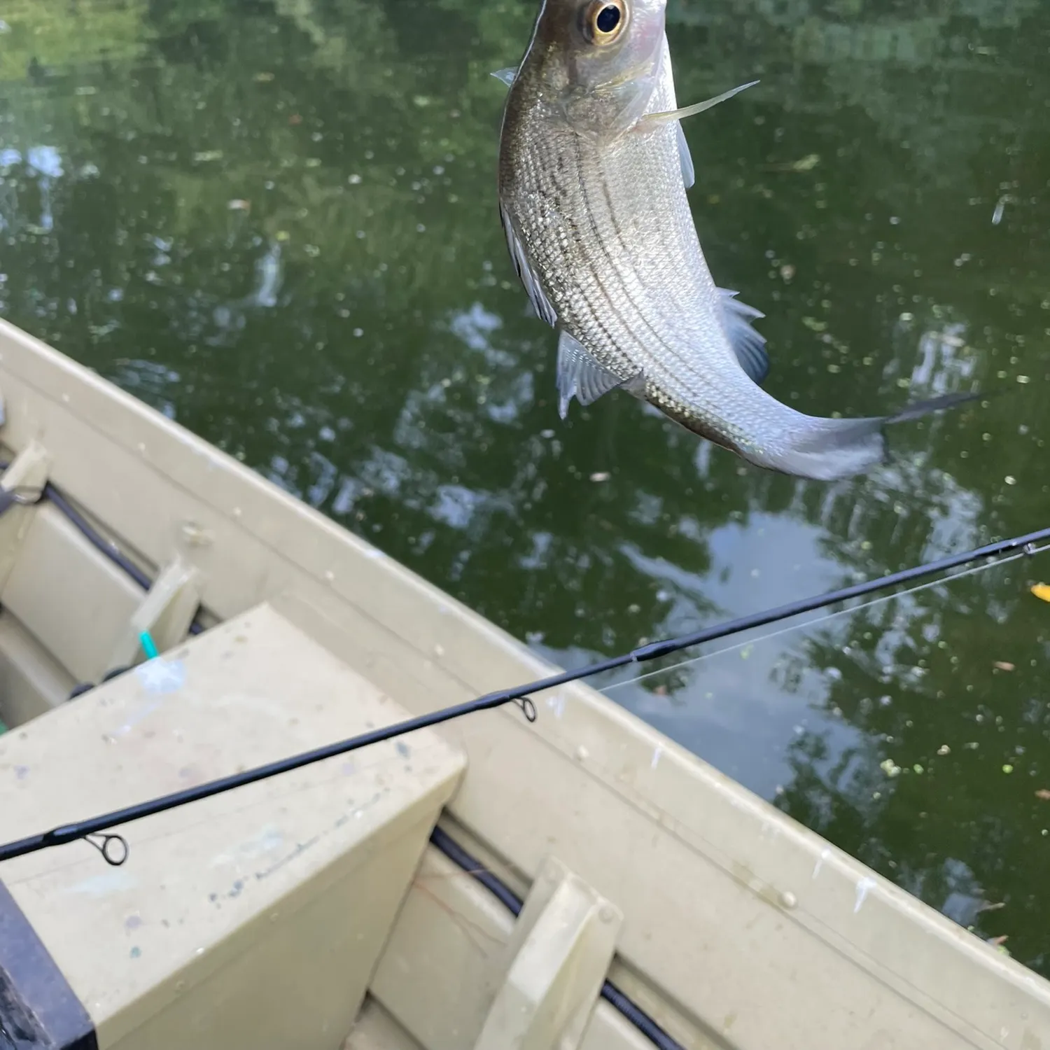 Yellow bass caught on Fishbrain