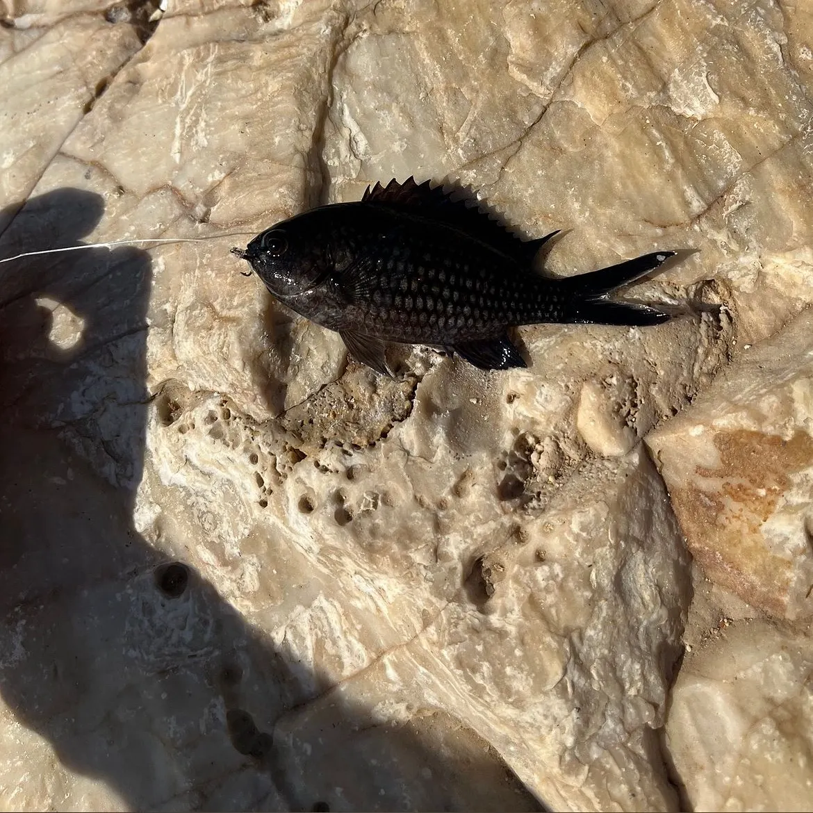 The most recent Mediterranean chromis catches on Fishbrain