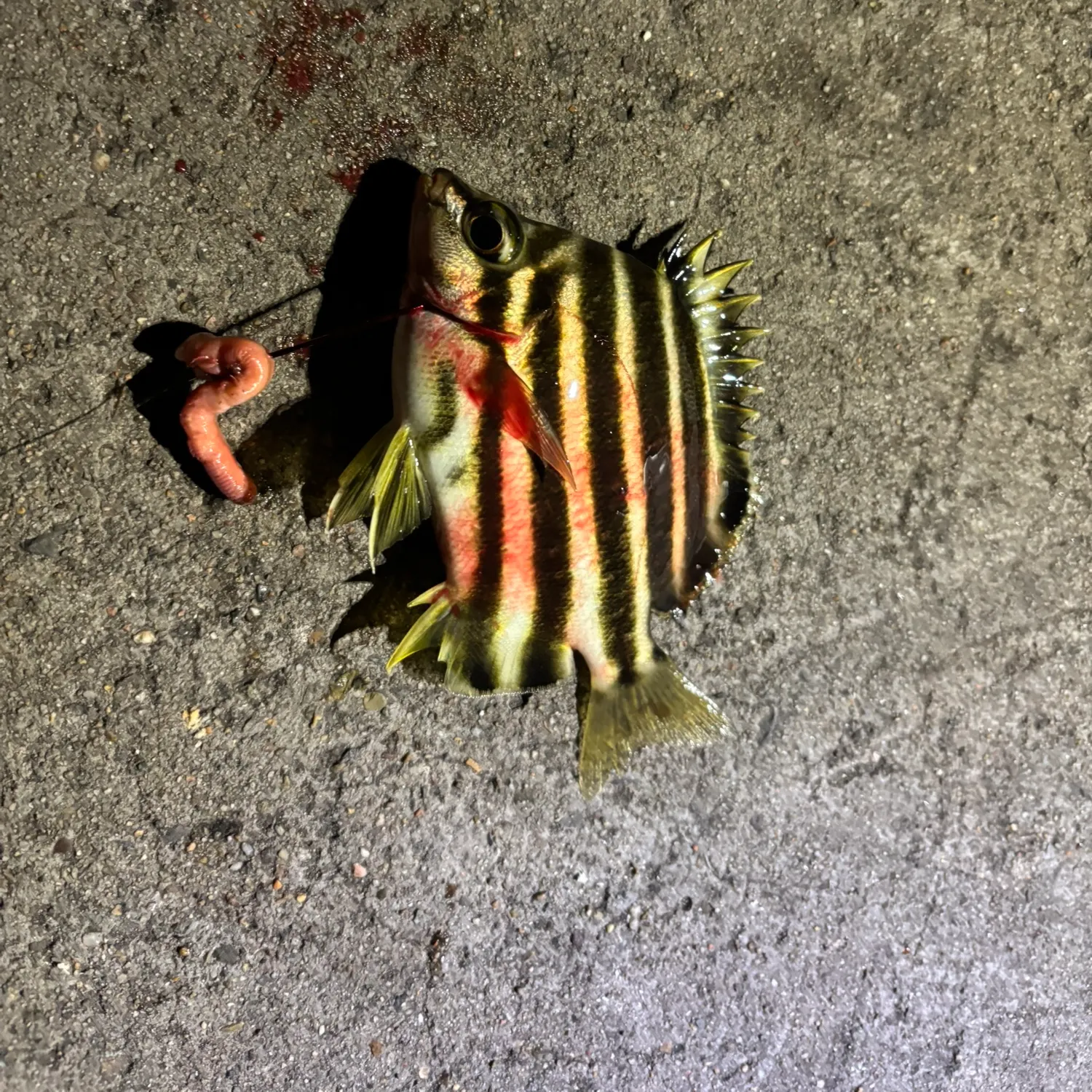 The most recent Stripey catches on Fishbrain