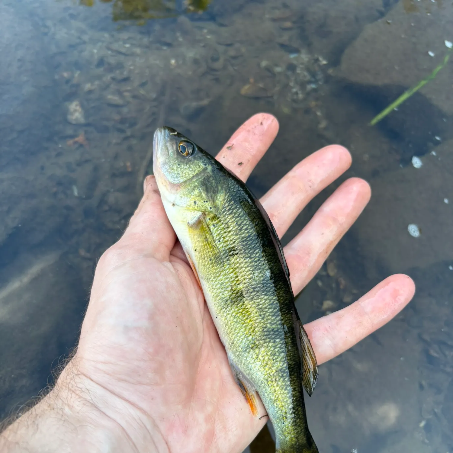 Yellow perch caught on Fishbrain