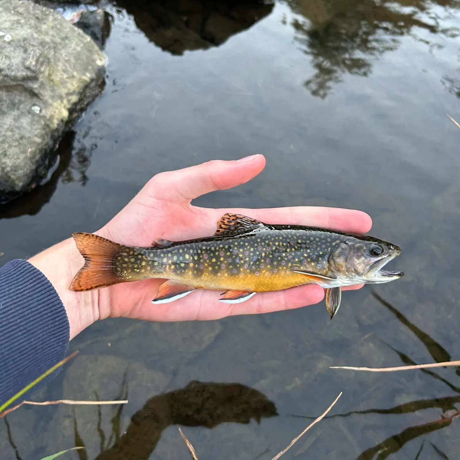 Brook trout caught on Fishbrain
