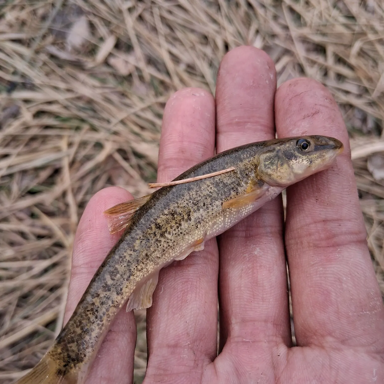 The most recent Longnose dace catches on Fishbrain