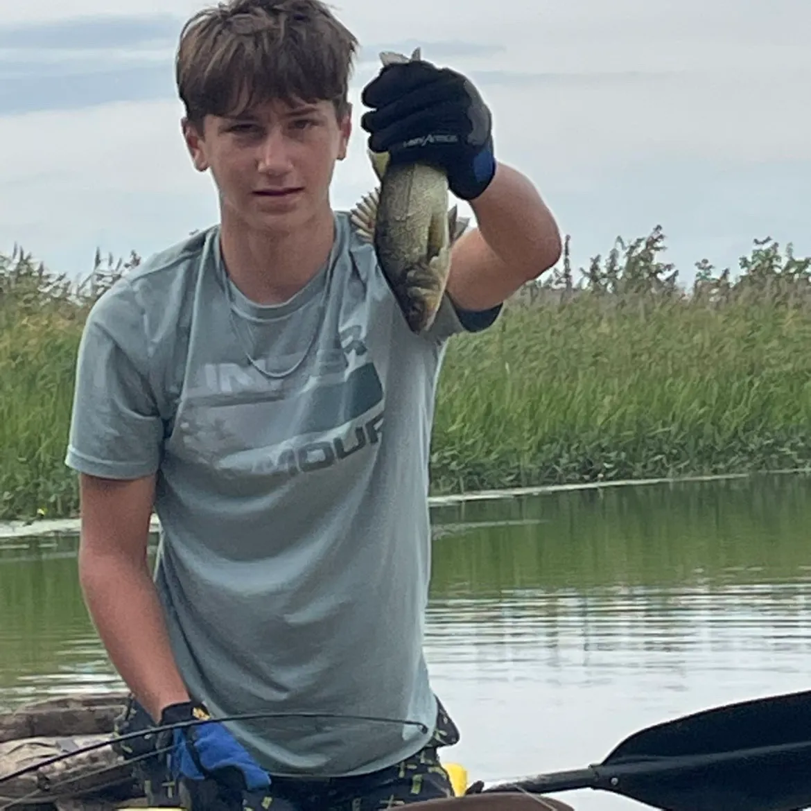 White perch caught on Fishbrain