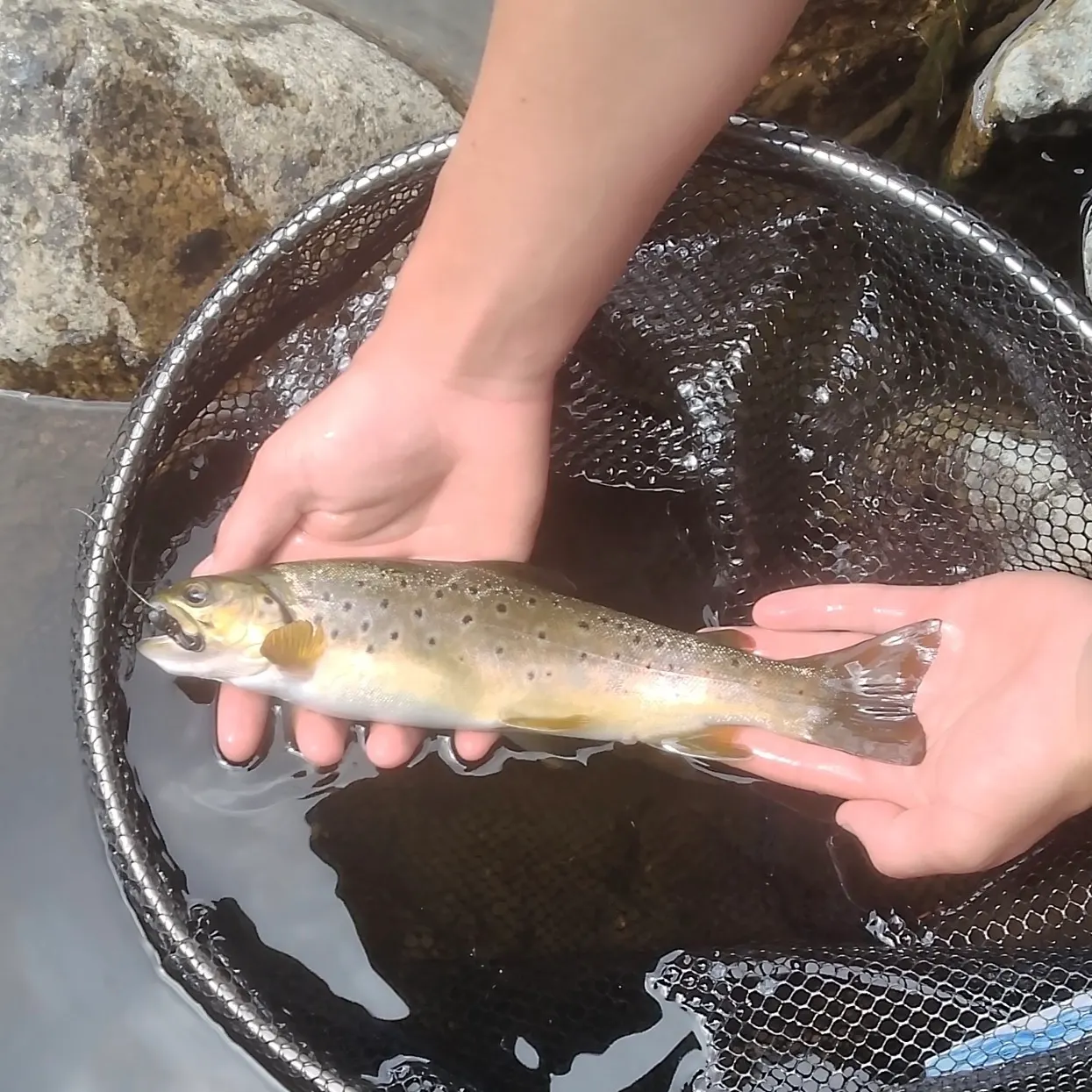 Rainbow trout caught on Fishbrain