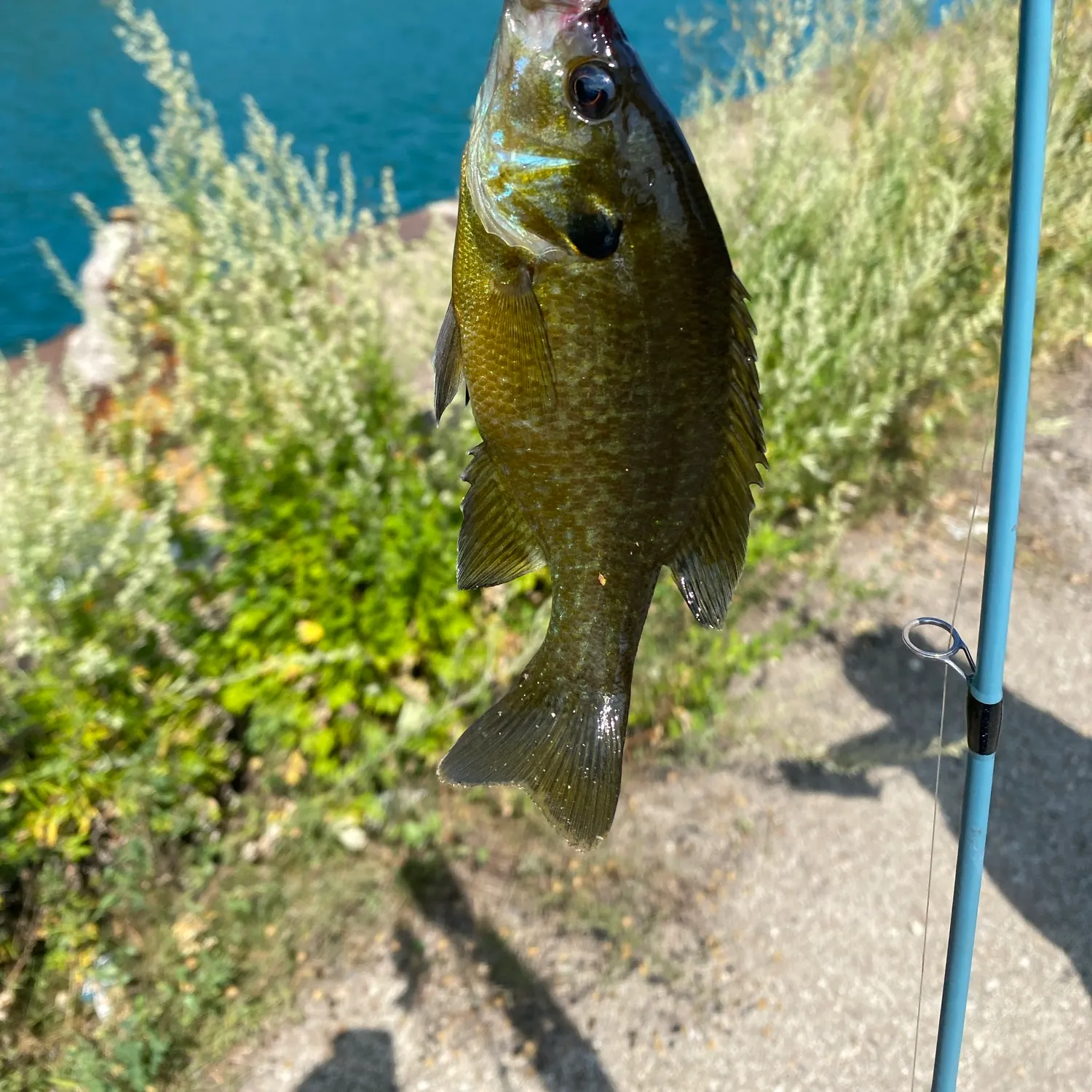 Greengill hybrid caught on Fishbrain