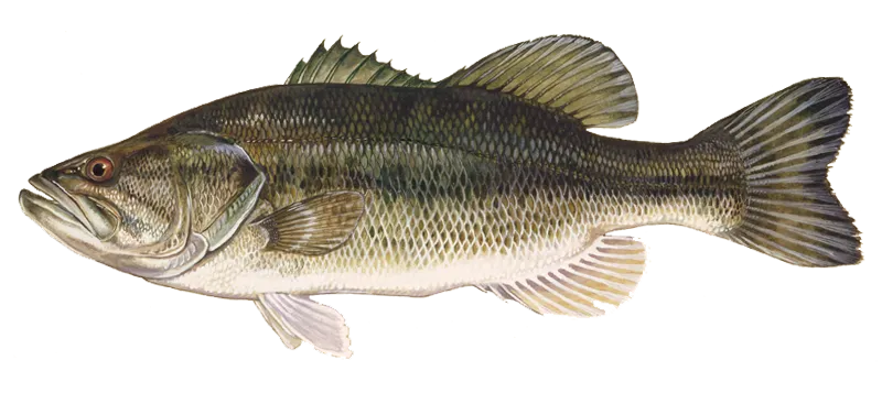 Largemouth bass