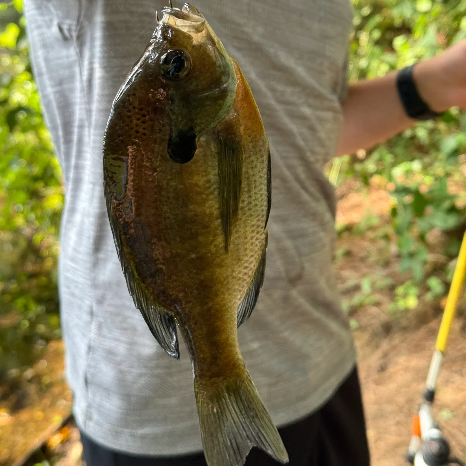 Bluegill caught on Fishbrain