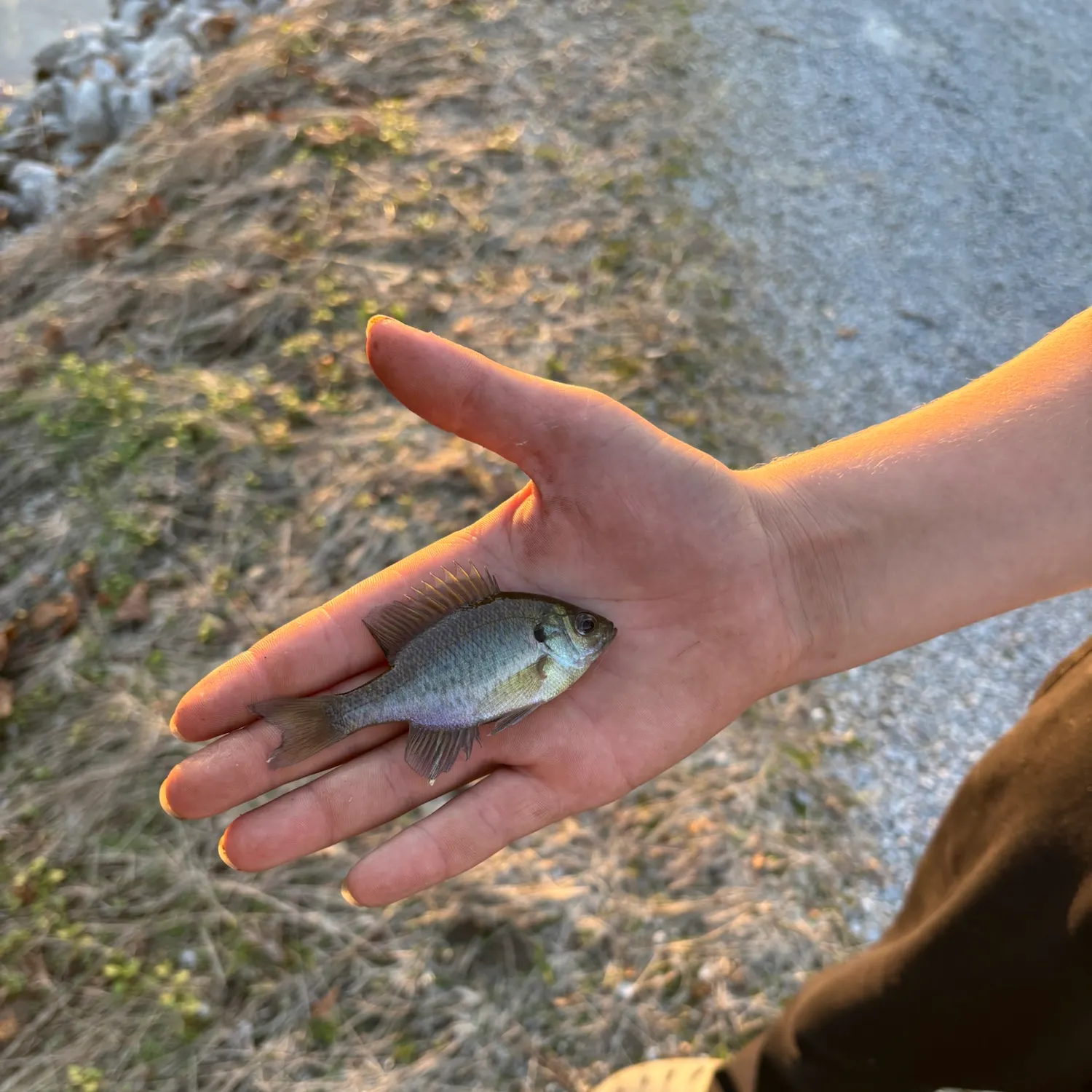 Bluegill caught on Fishbrain
