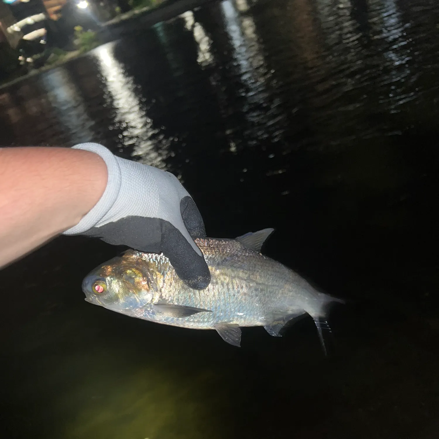 The most recent American gizzard shad catches on Fishbrain