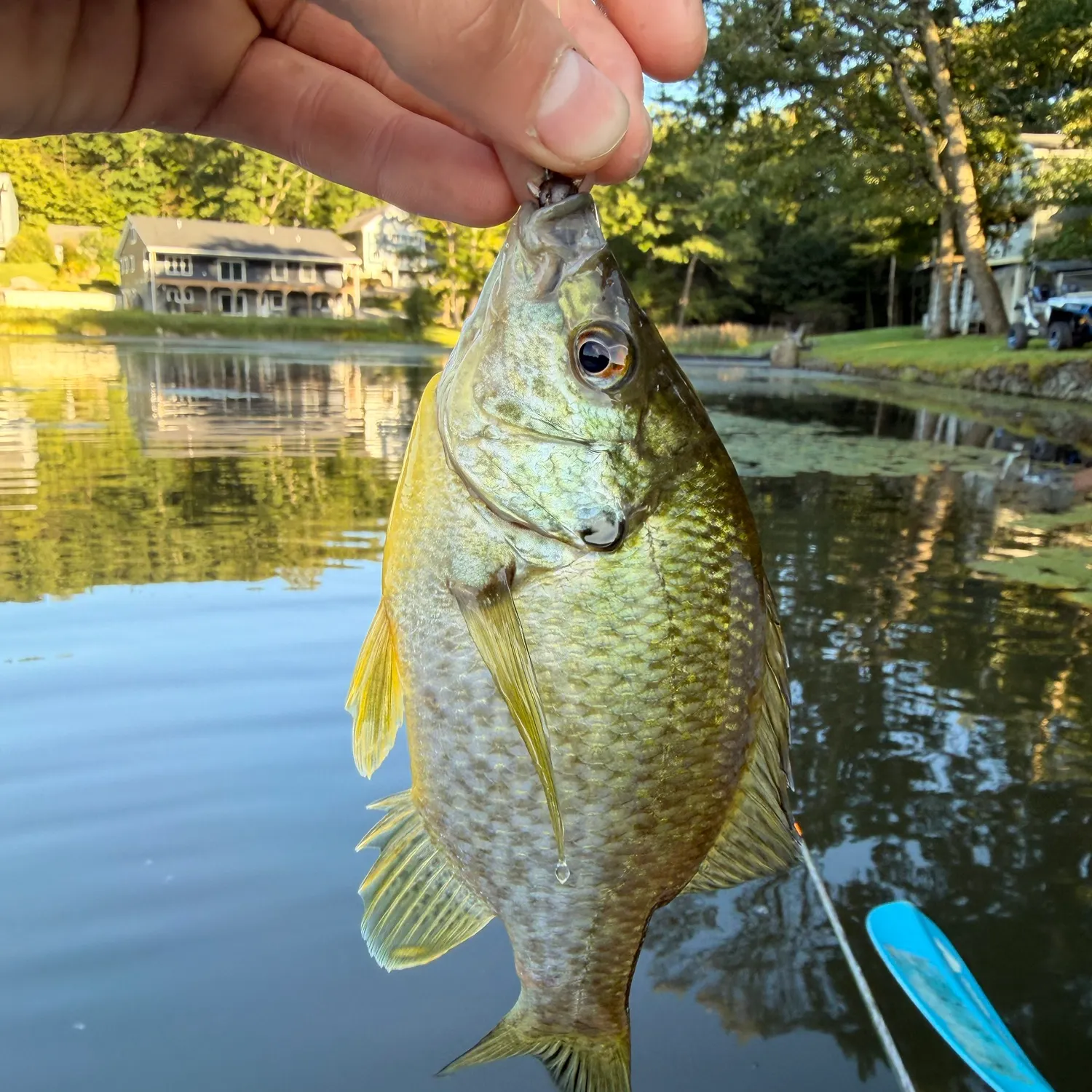 Redear sunfish caught on Fishbrain