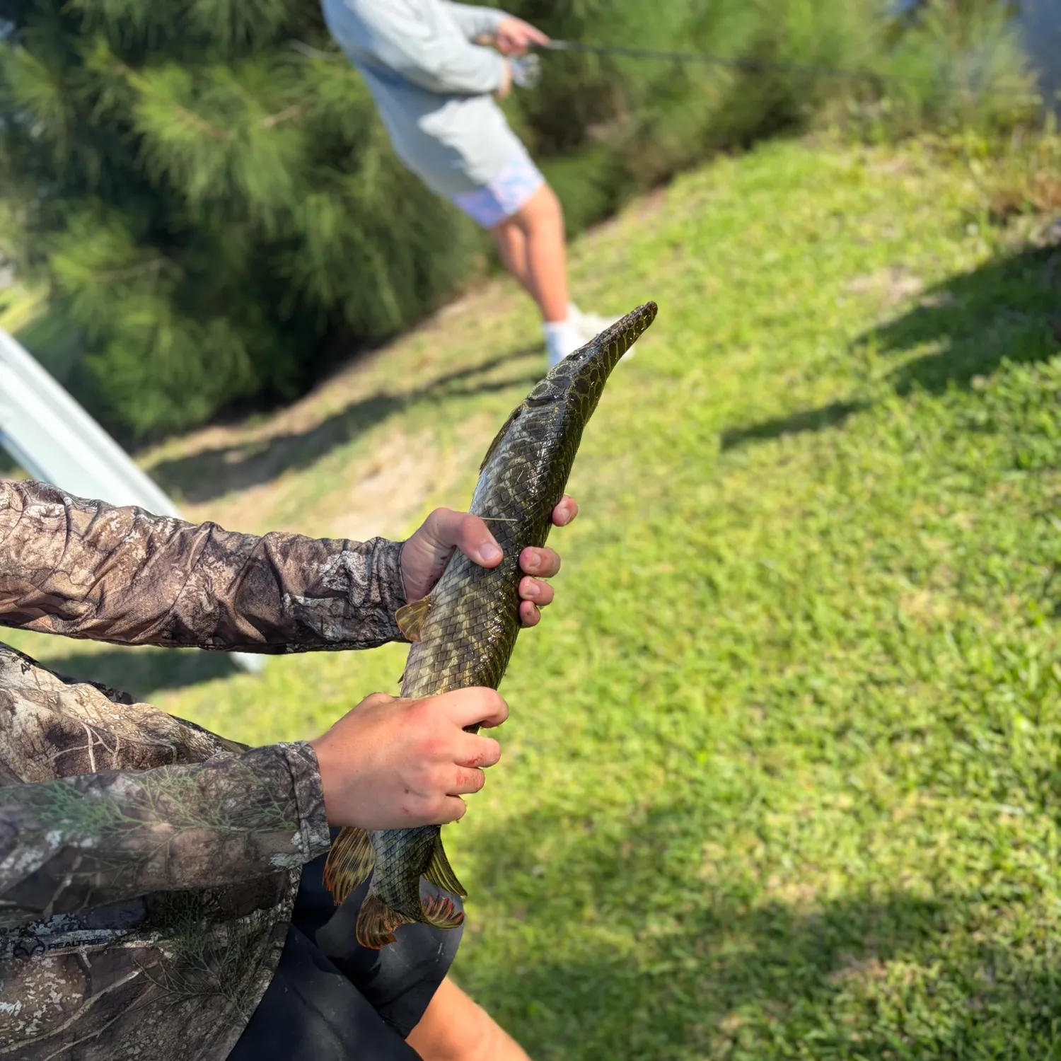 The most recent Spotted gar catches on Fishbrain