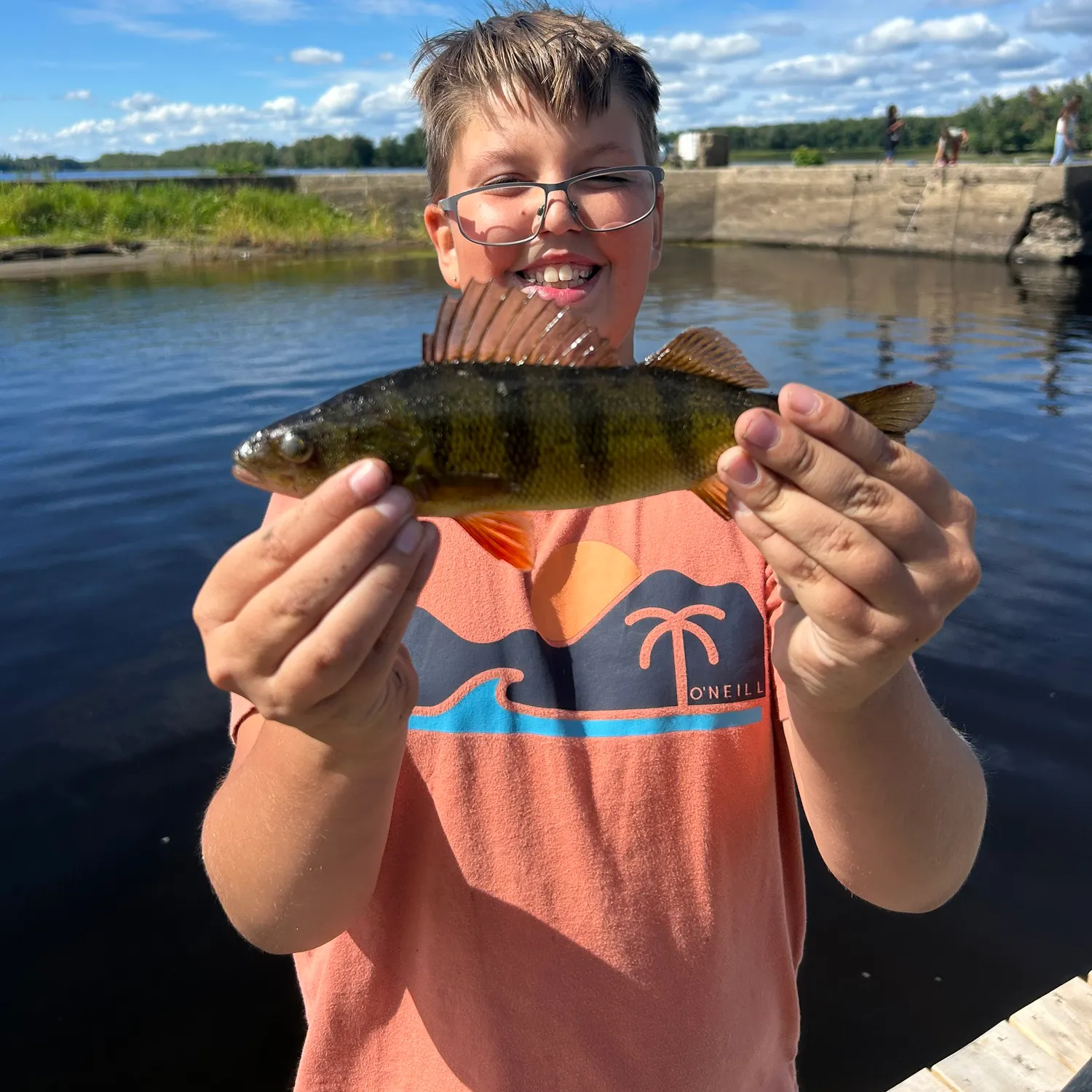 Yellow perch caught on Fishbrain