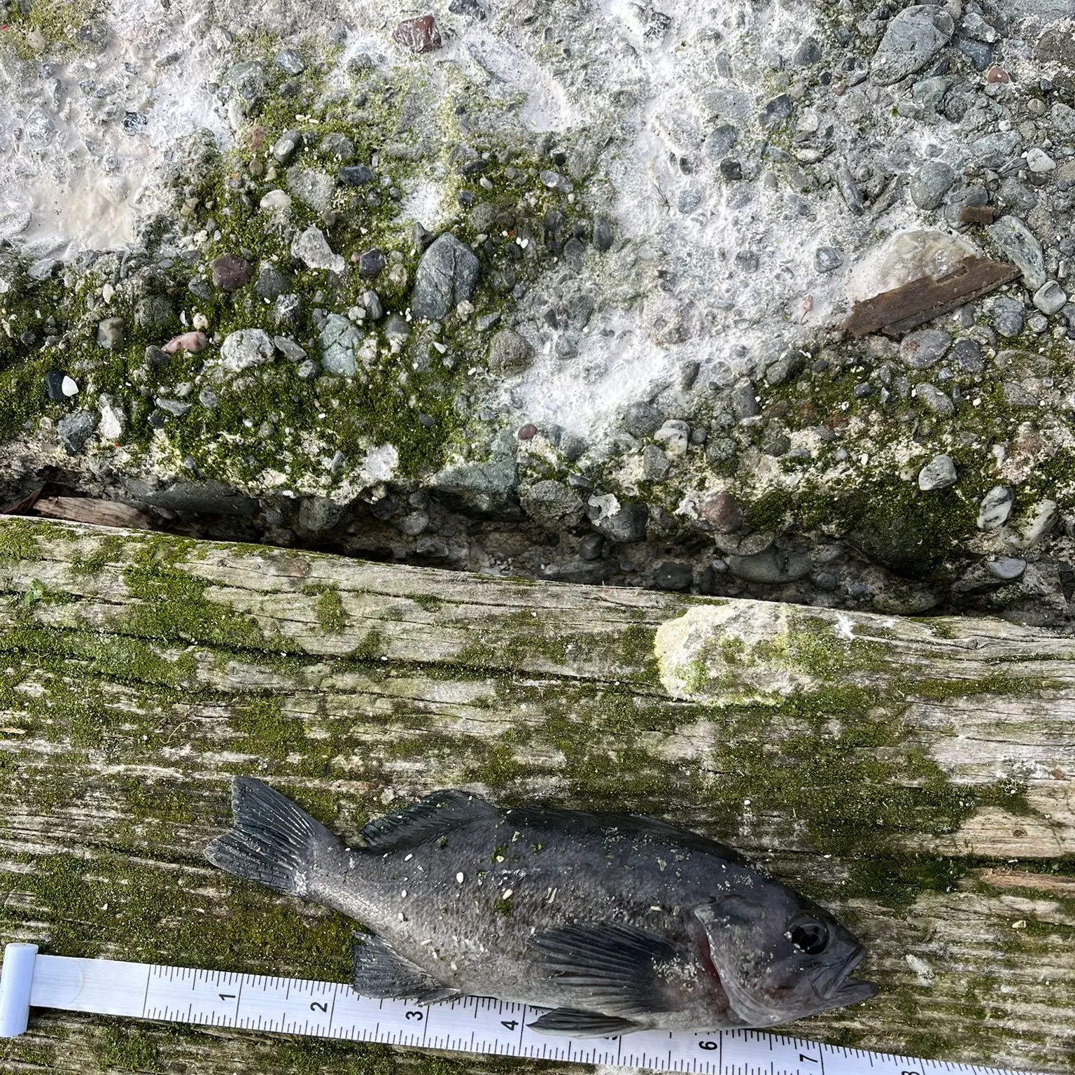 The most recent Blue rockfish catches on Fishbrain