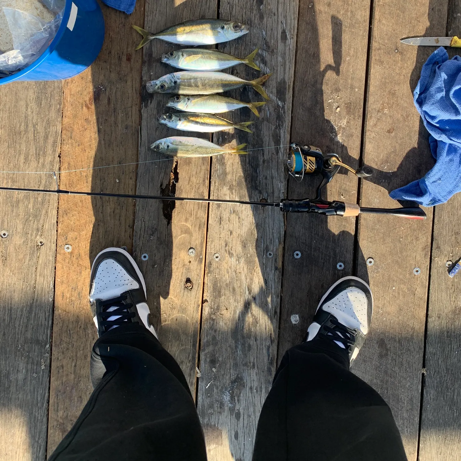 The most recent Yellowtail scad catches on Fishbrain