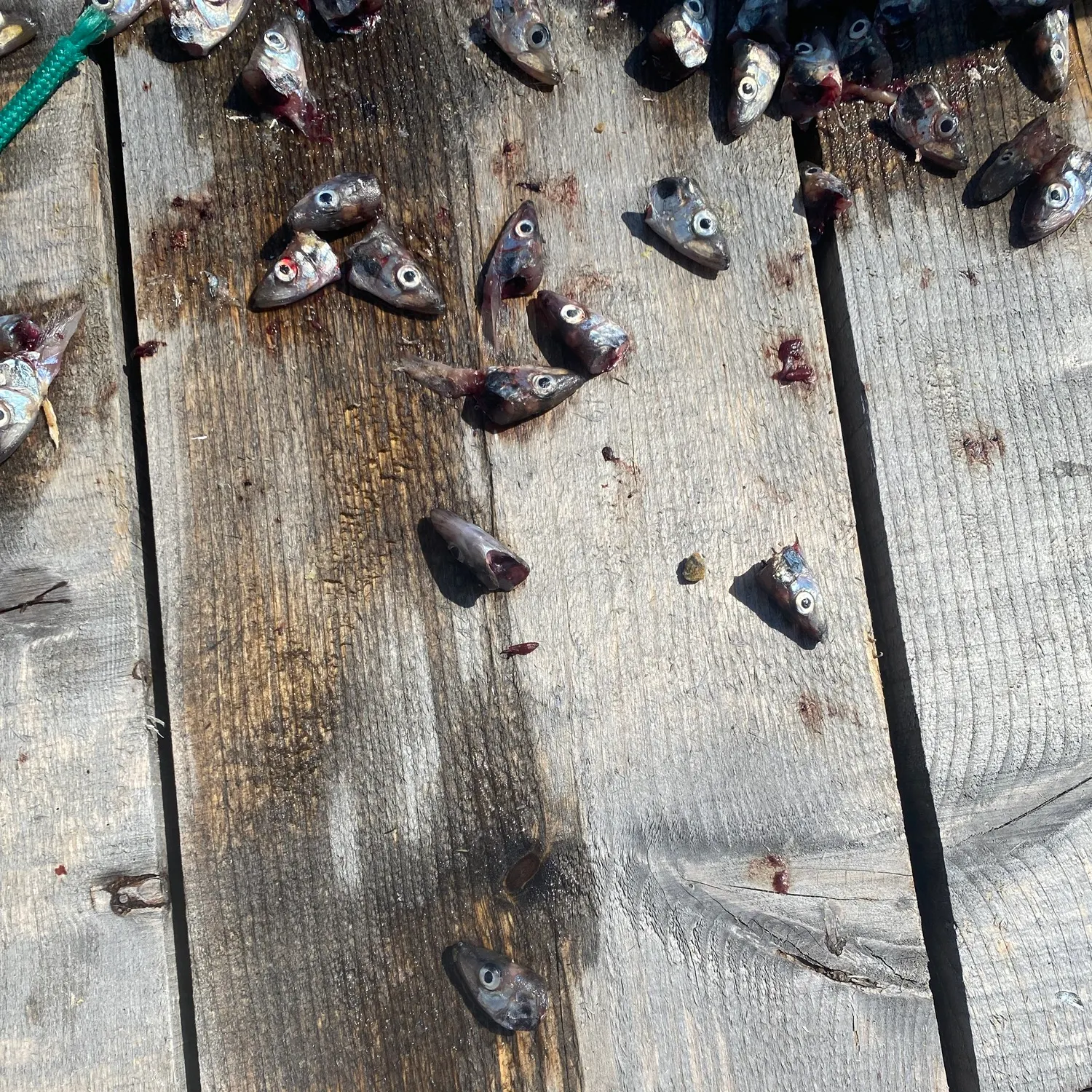 The most recent Capelin catches on Fishbrain