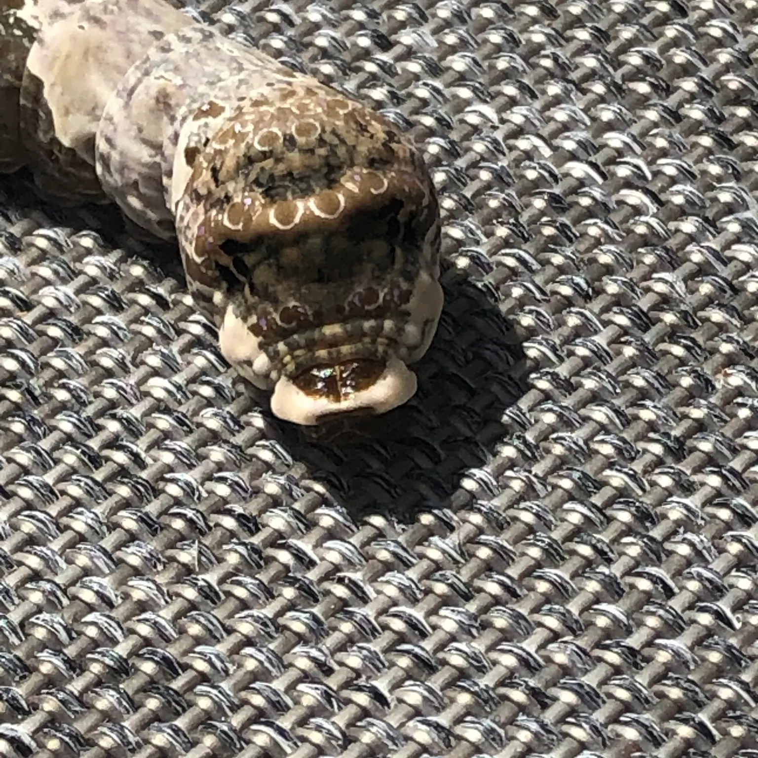 The most recent Largescale yellowfish catches on Fishbrain