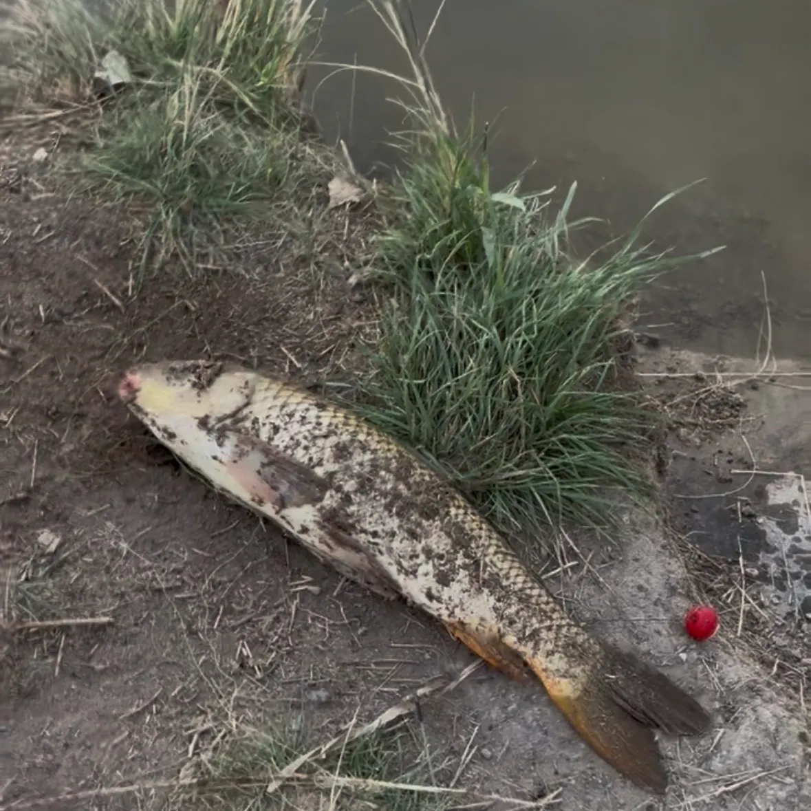Common carp caught on Fishbrain