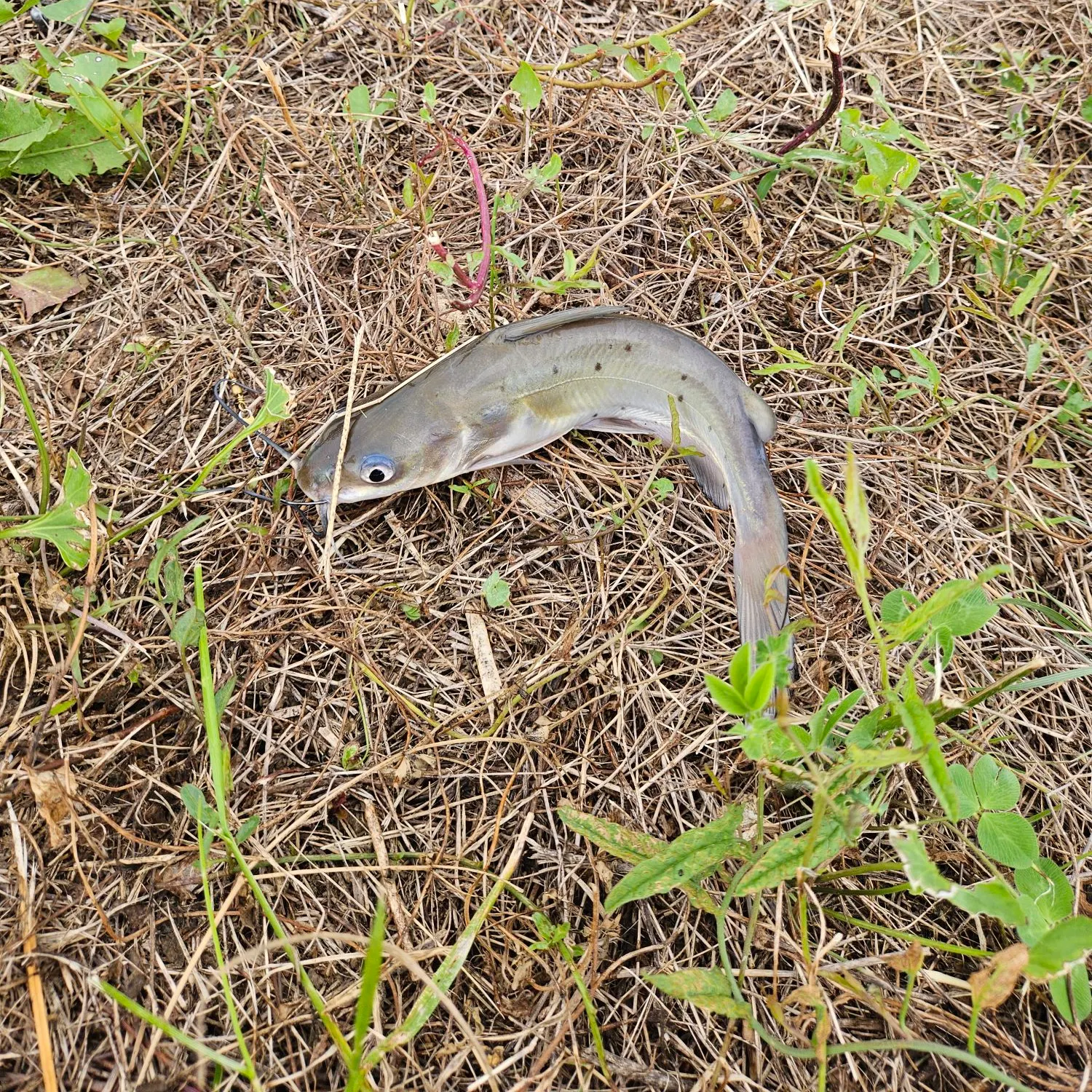 Channel catfish caught on Fishbrain